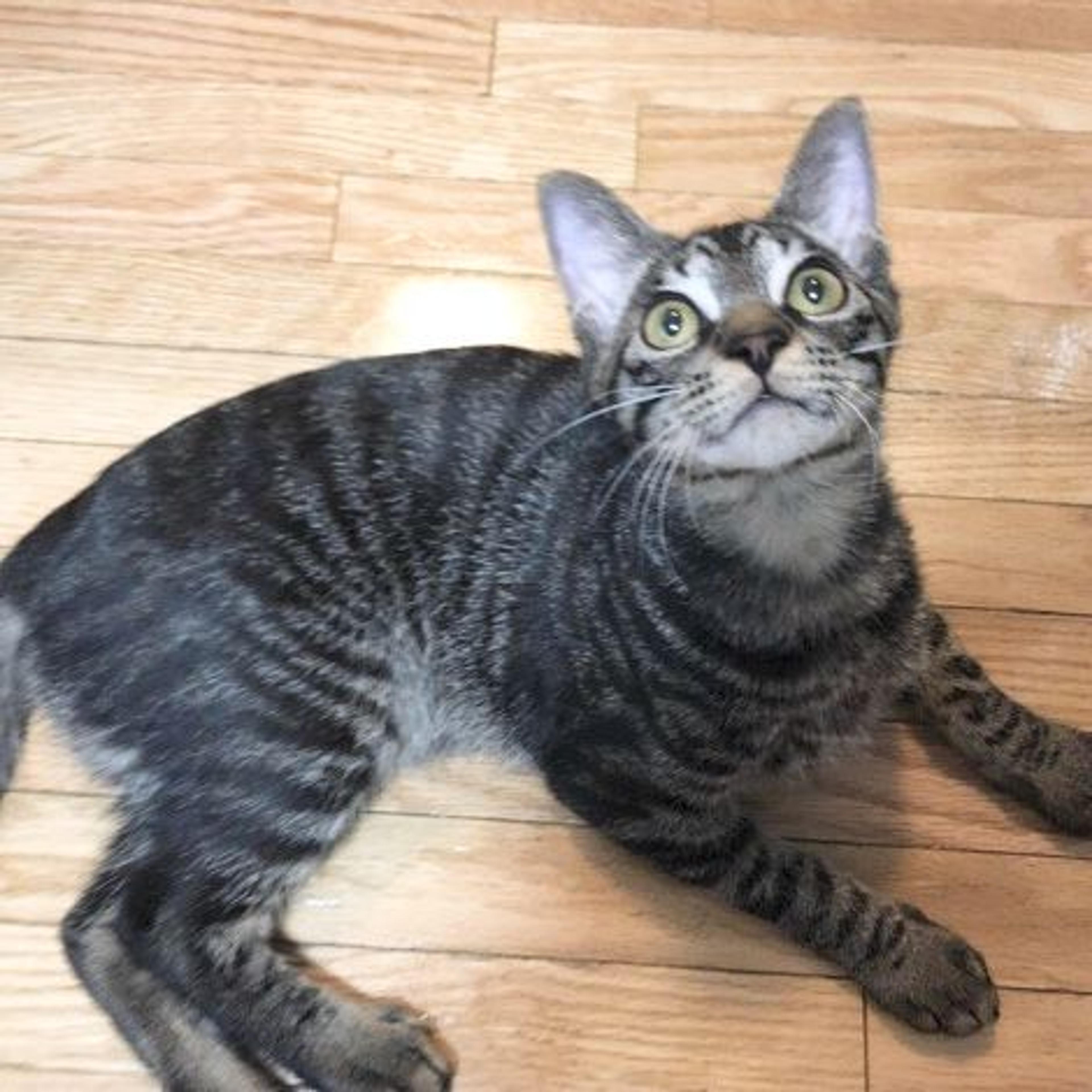 pet-image-2