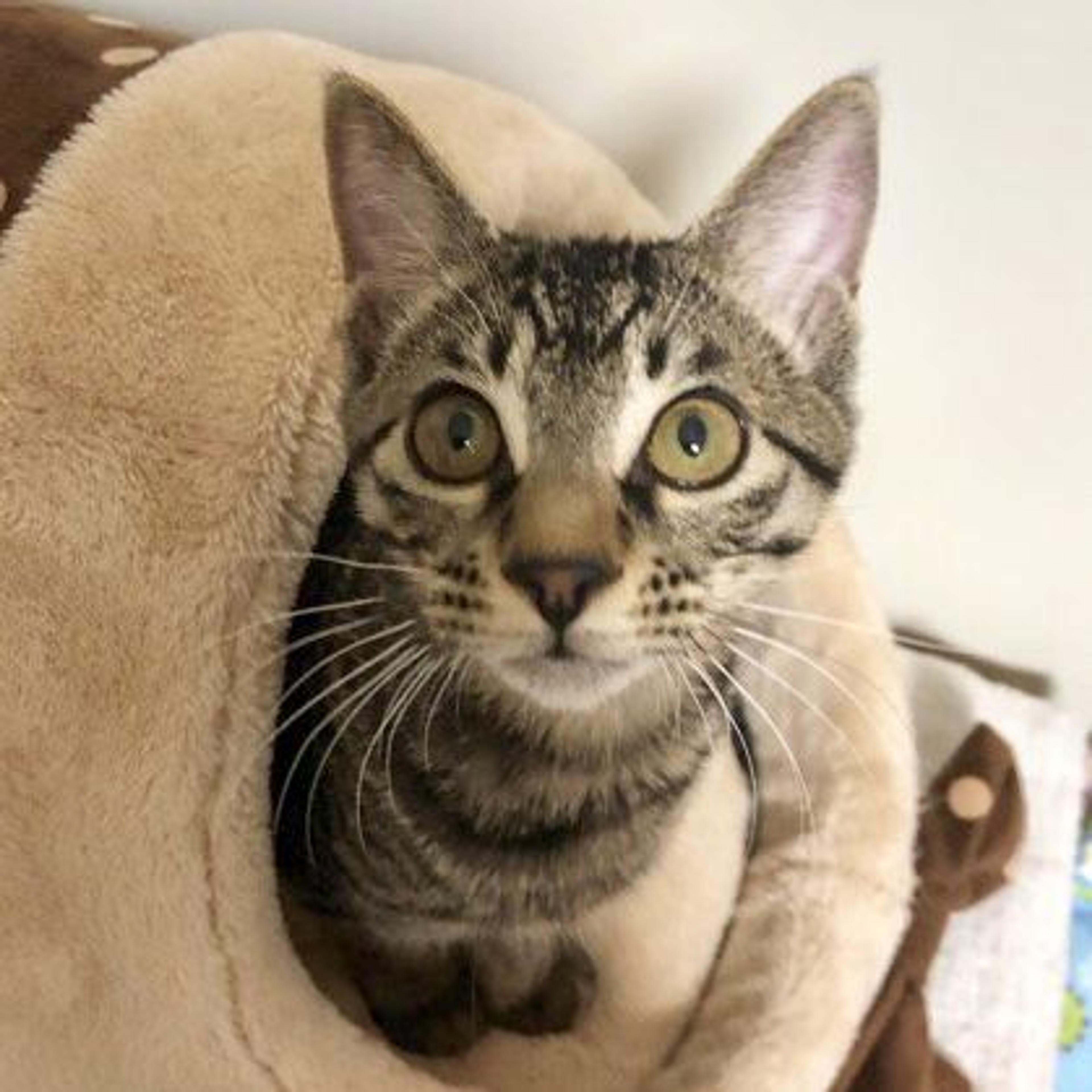 pet-image-3
