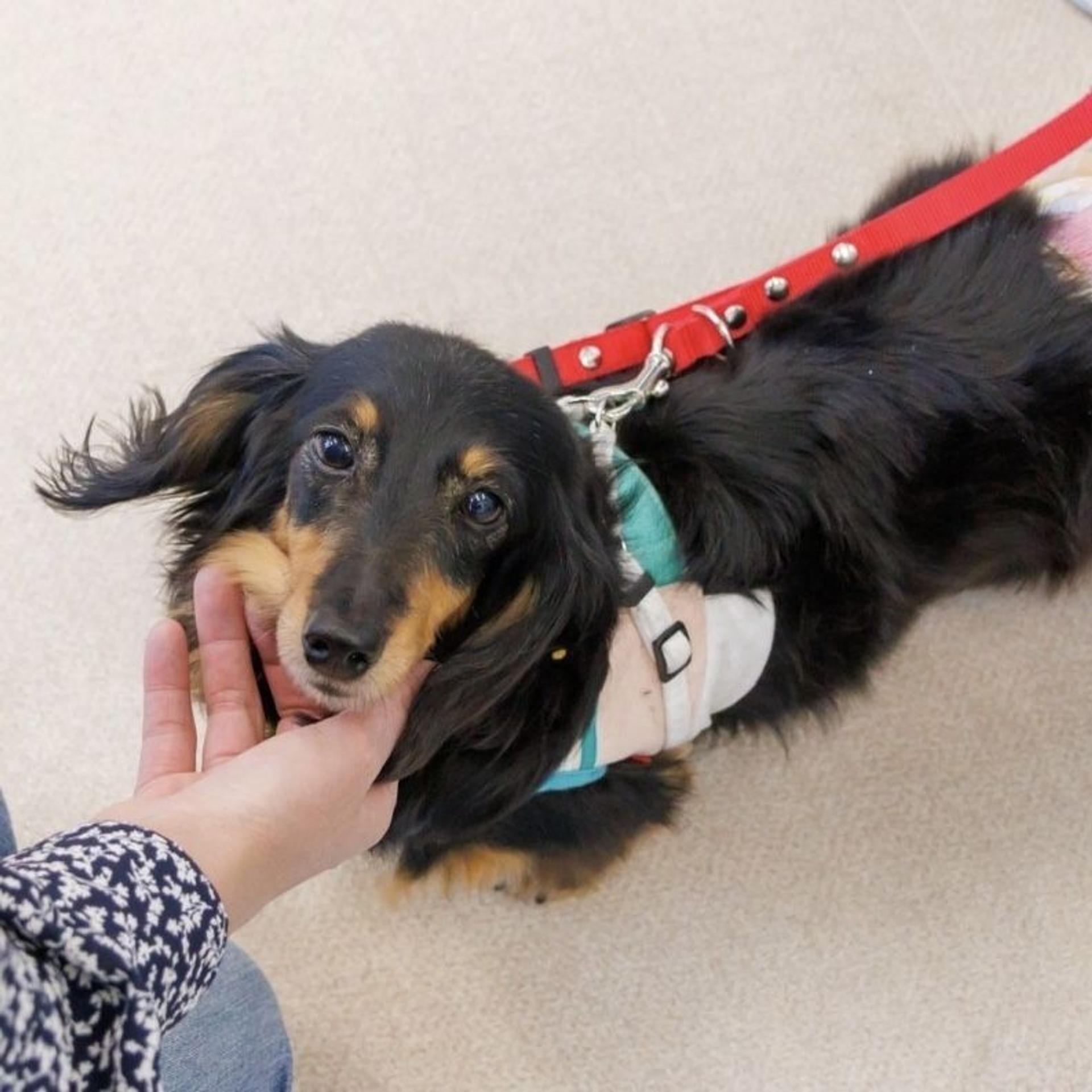 pet-image-4