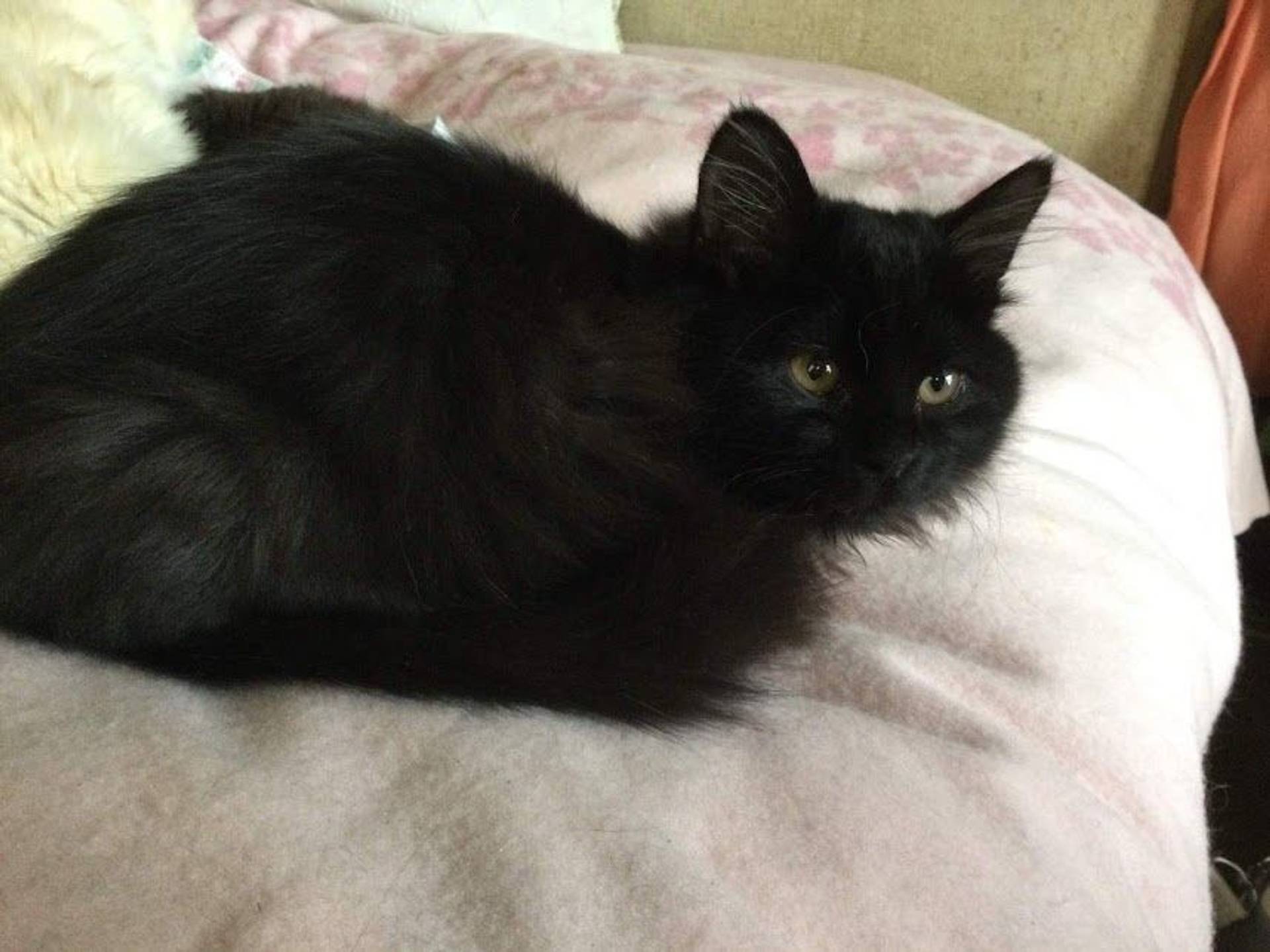 雑種（ミックス猫）・メスの里親募集の写真