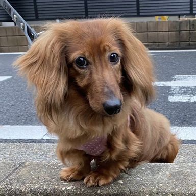 ミエルちゃんの写真