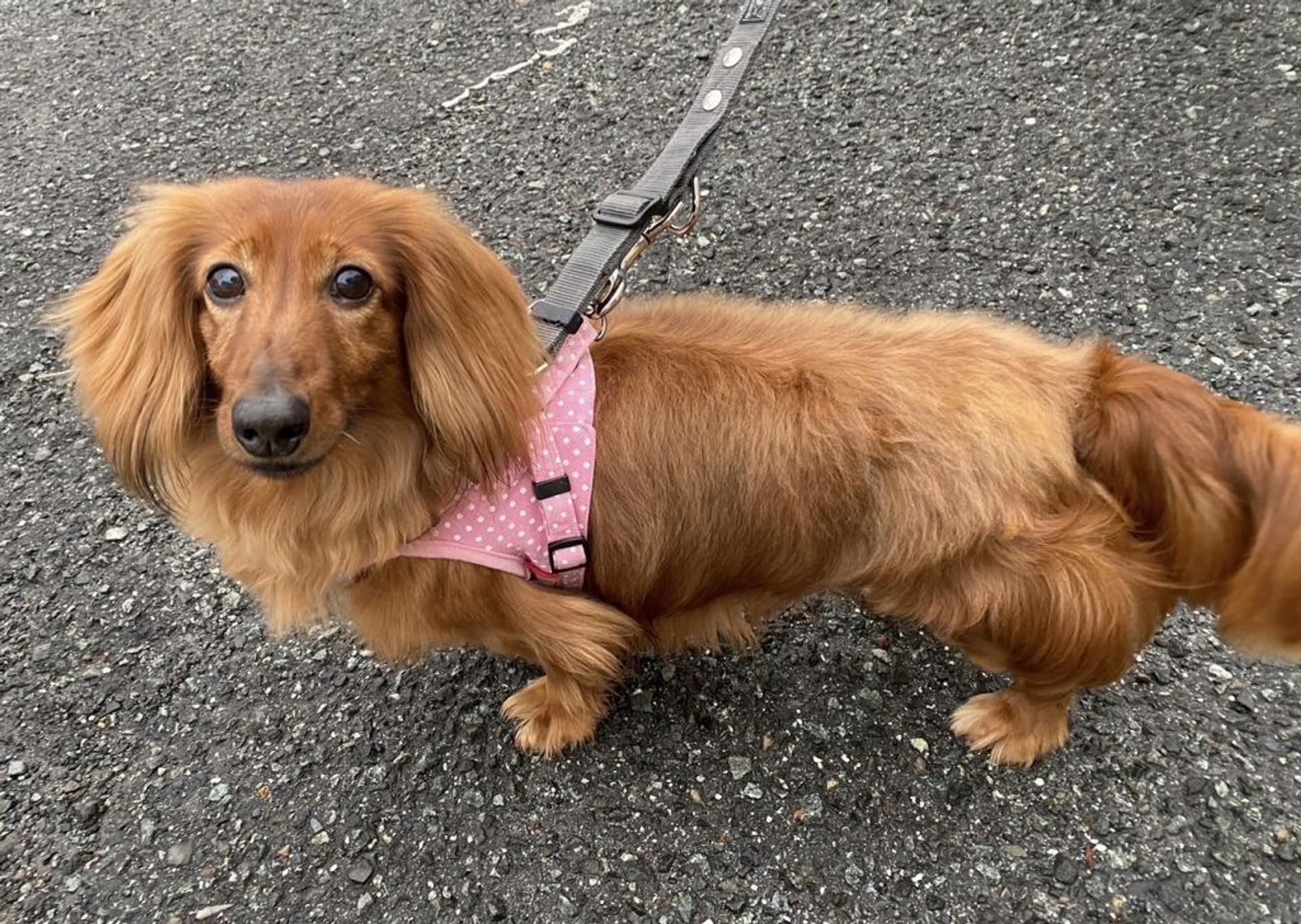 pet-image-2