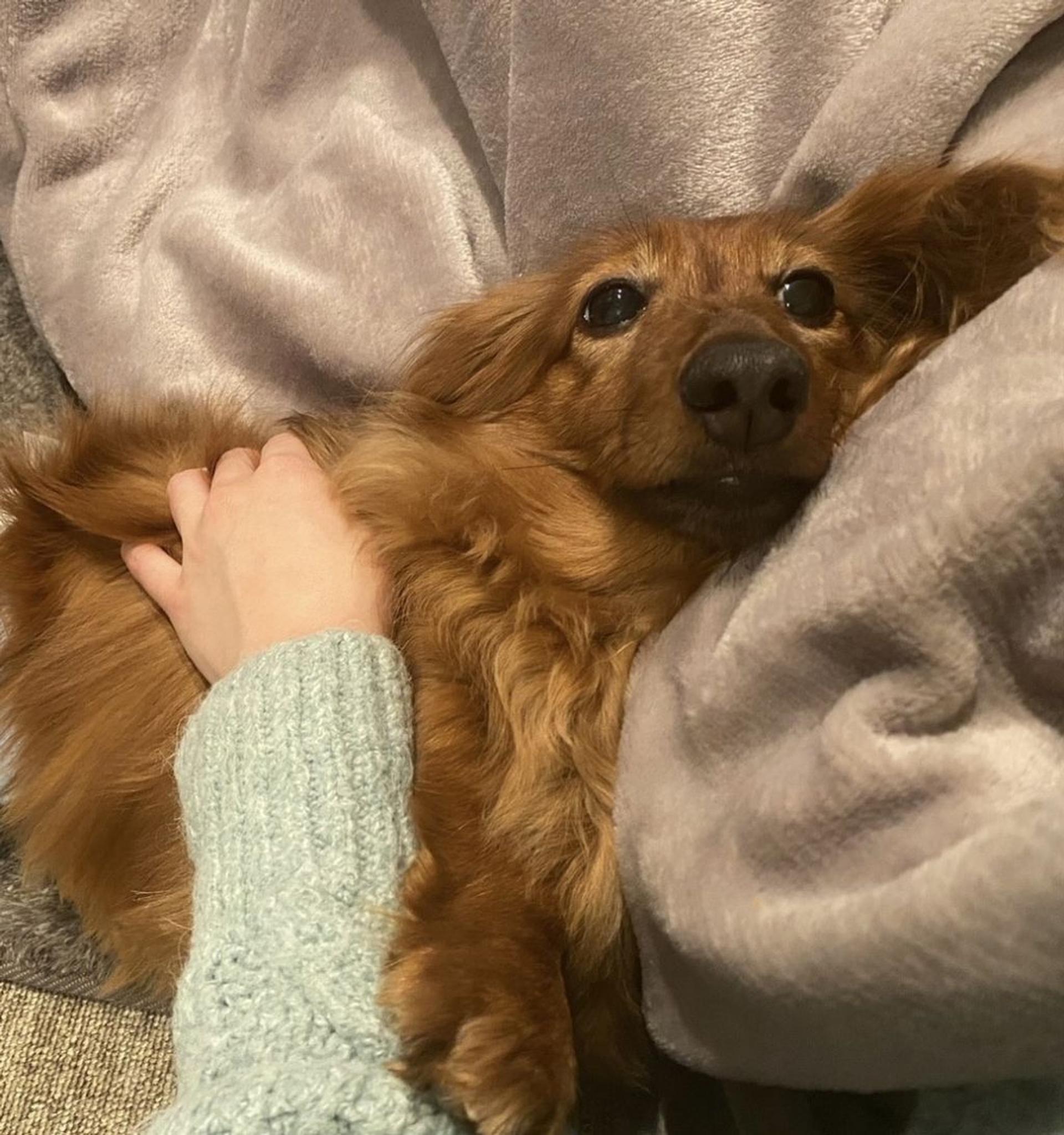 pet-image-5