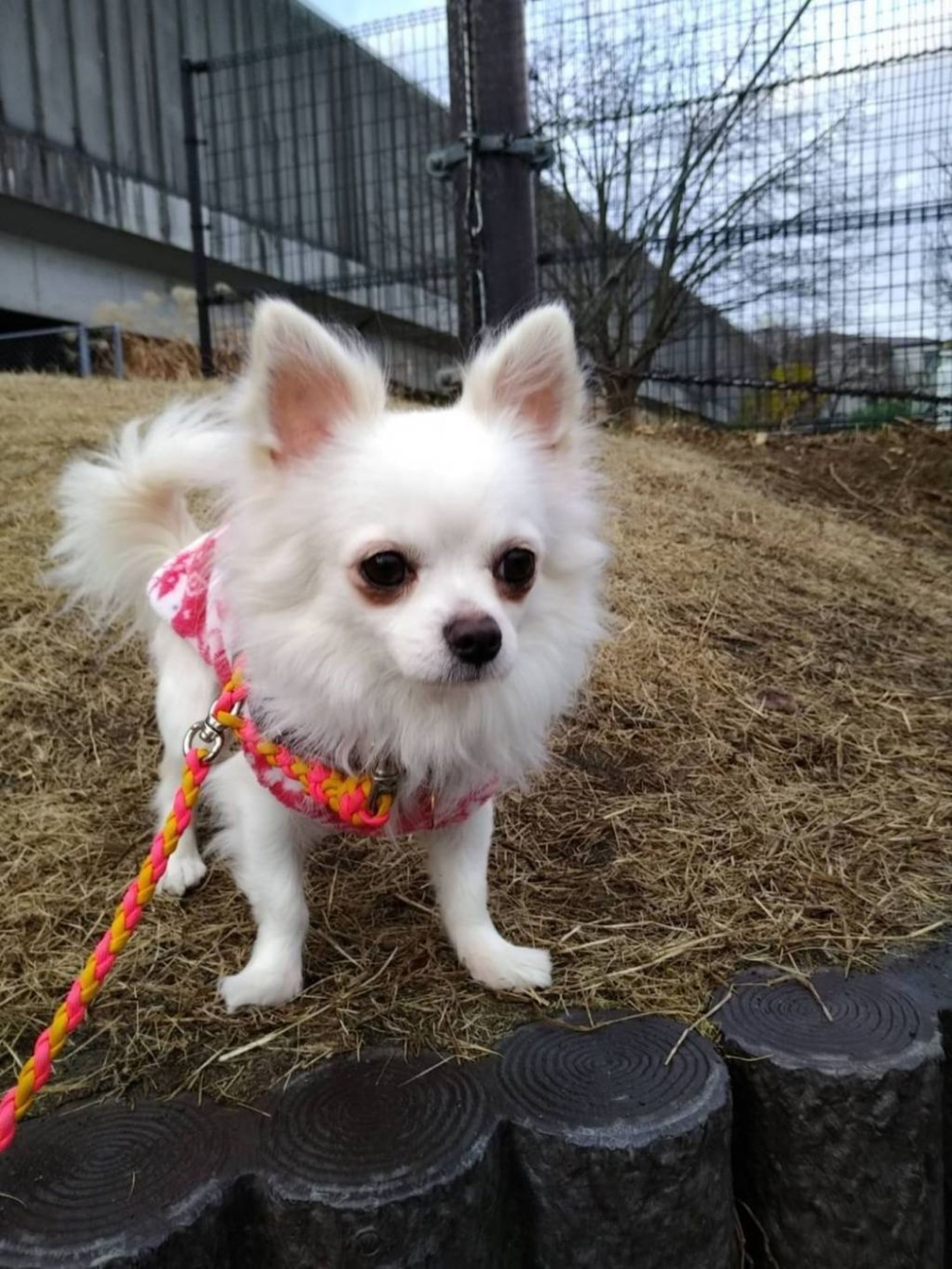 pet-image-2