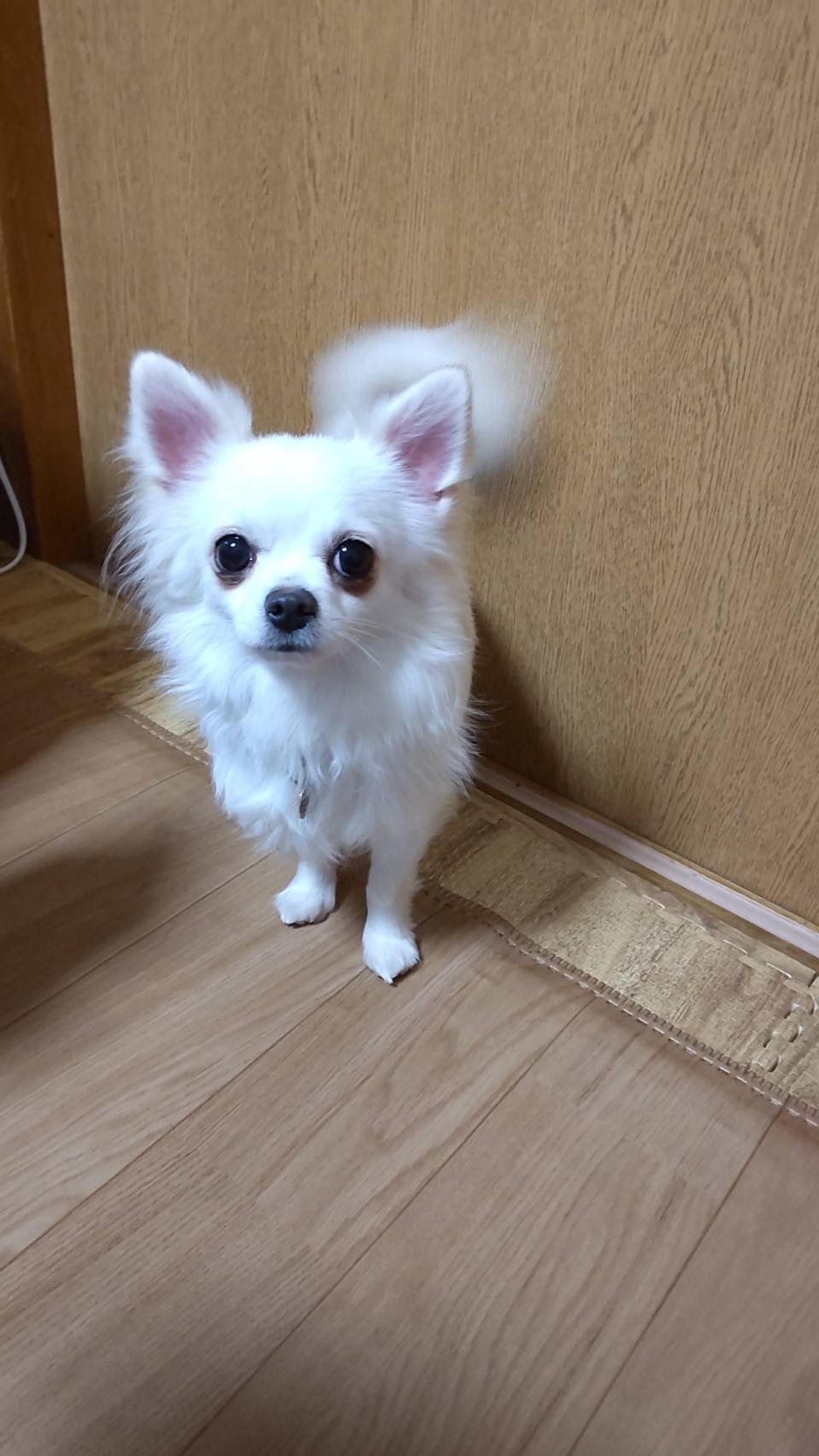 pet-image-3