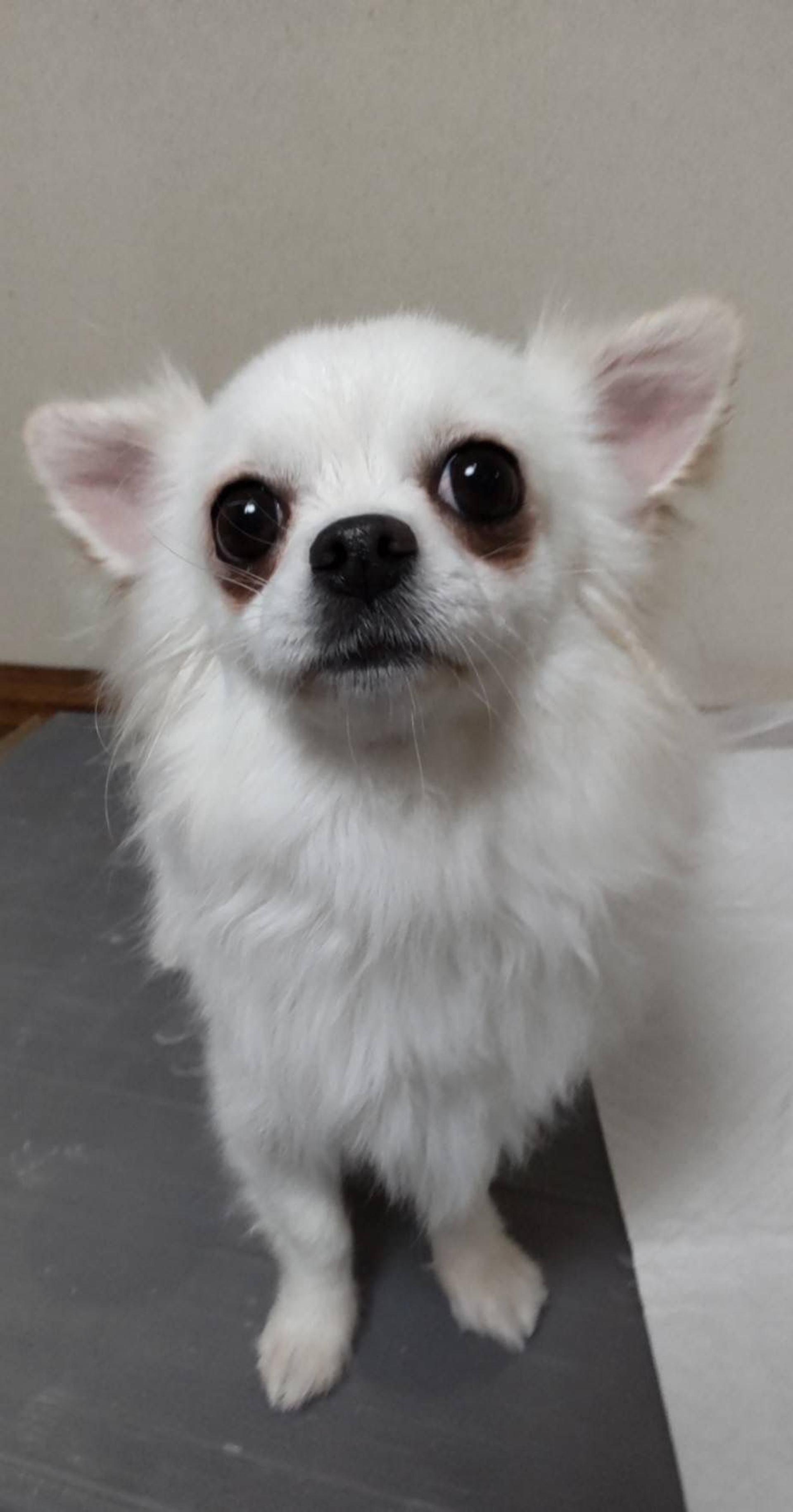 pet-image-4