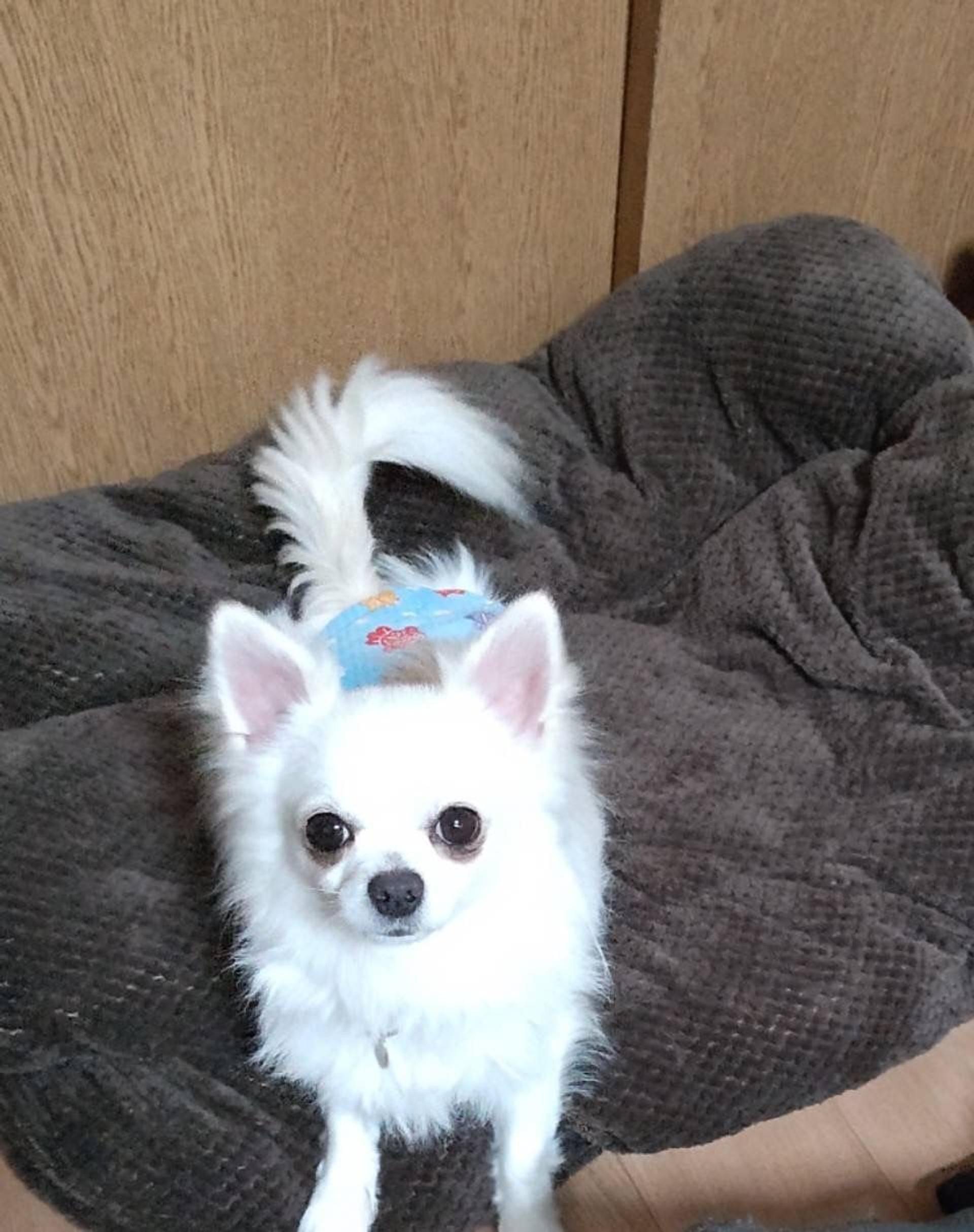 pet-image-5