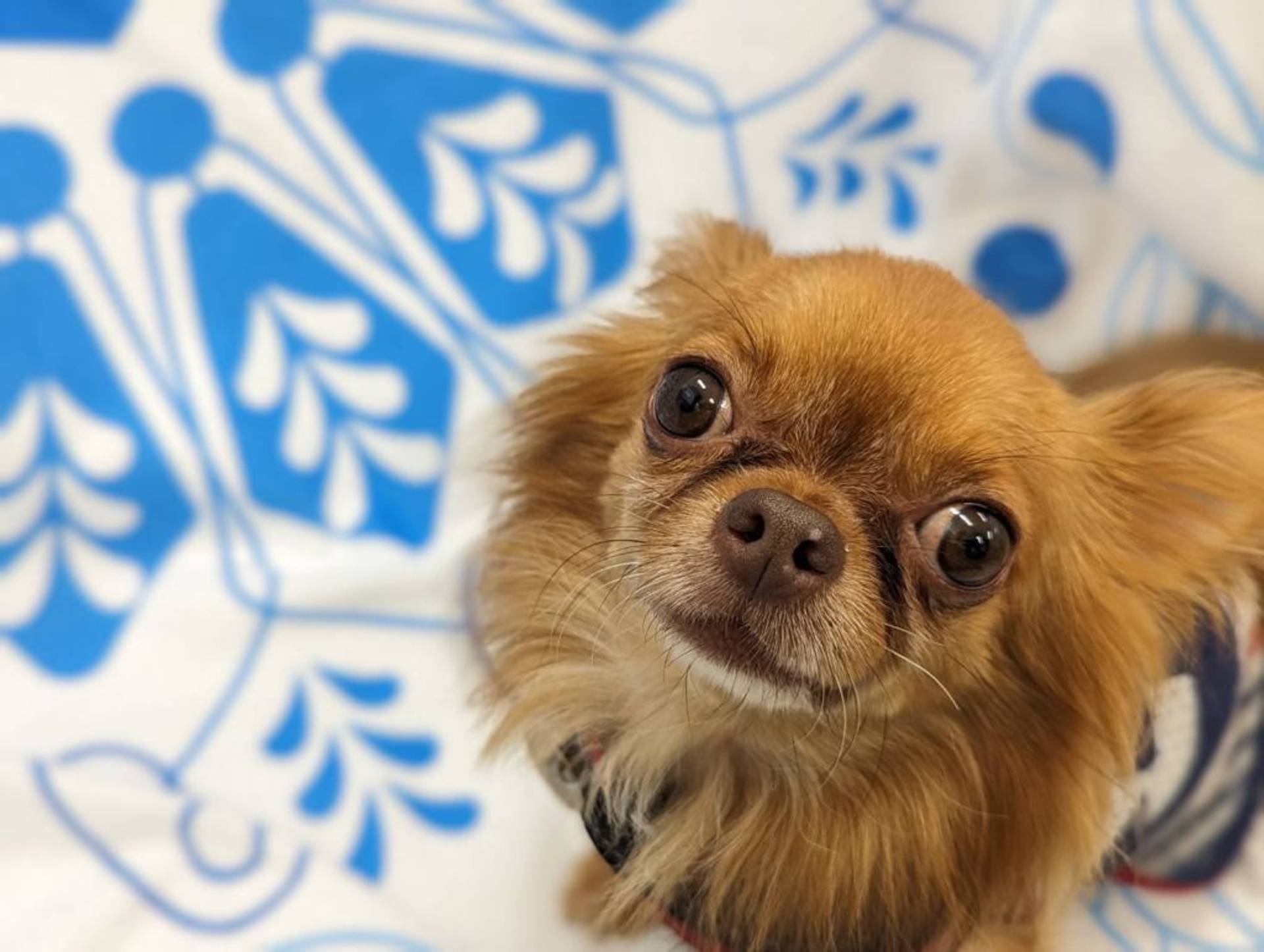 雑種（ミックス犬）・オスの里親募集の写真
