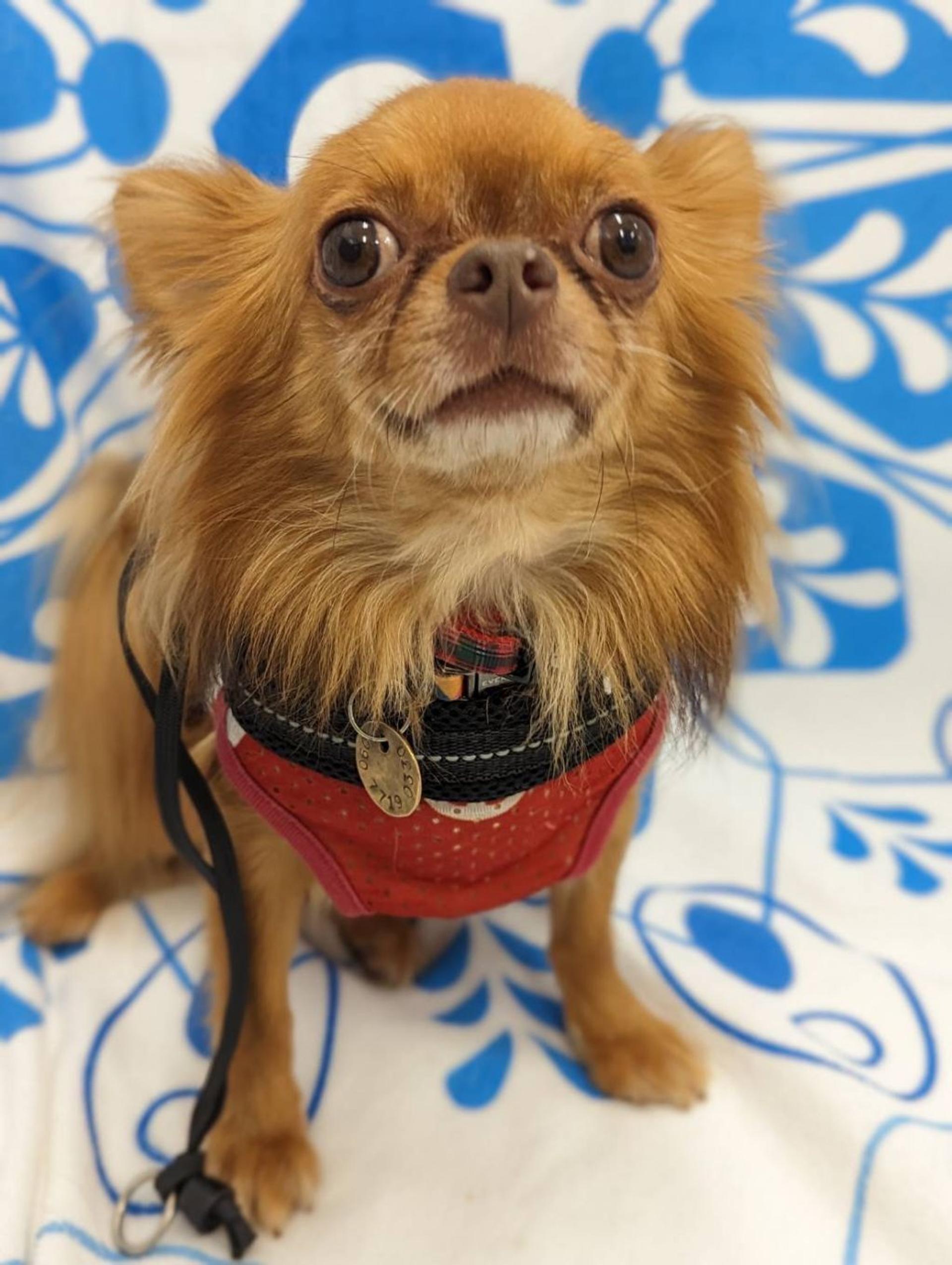 pet-image-2