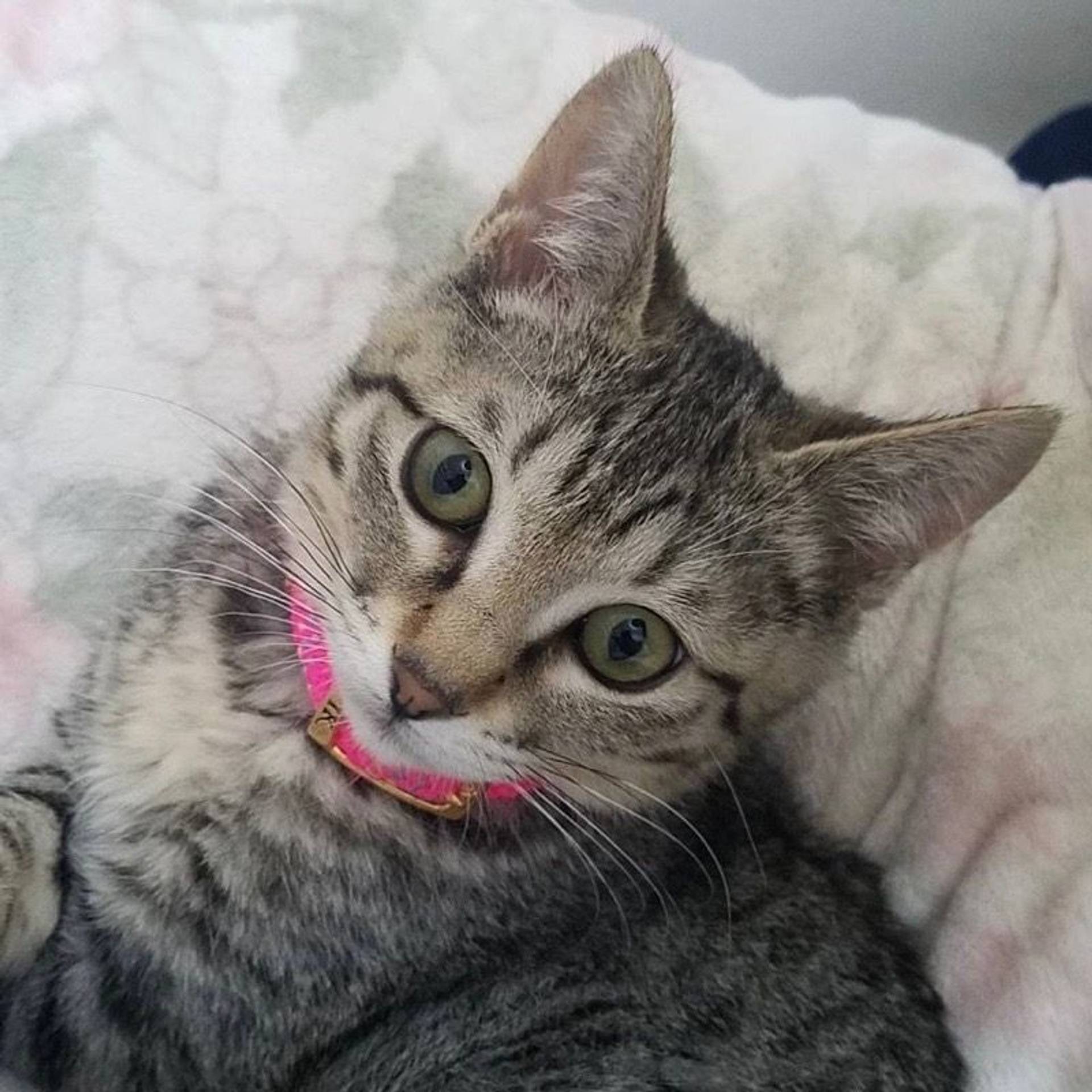 雑種（ミックス猫）・メスの里親募集の写真