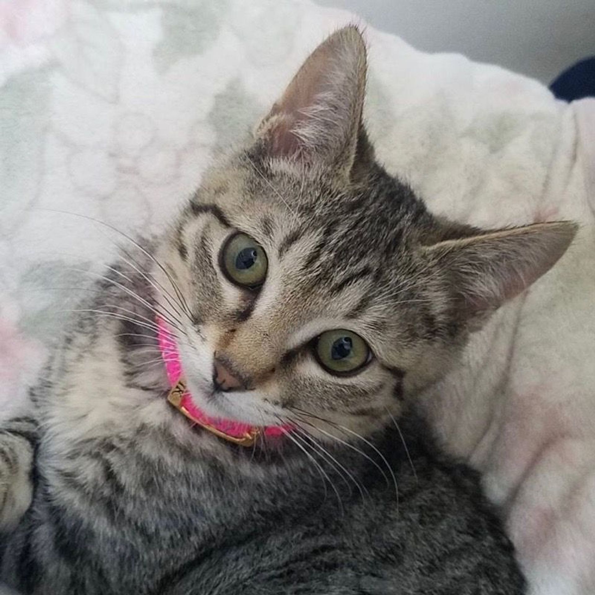 雑種（ミックス猫）・メスの里親募集の写真