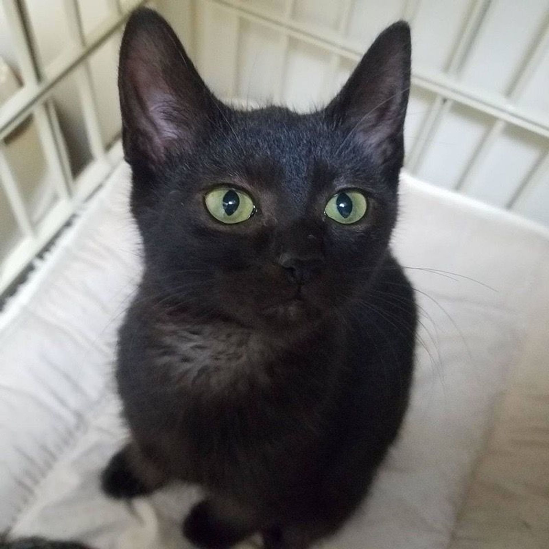 雑種（ミックス猫）・メスの里親募集の写真
