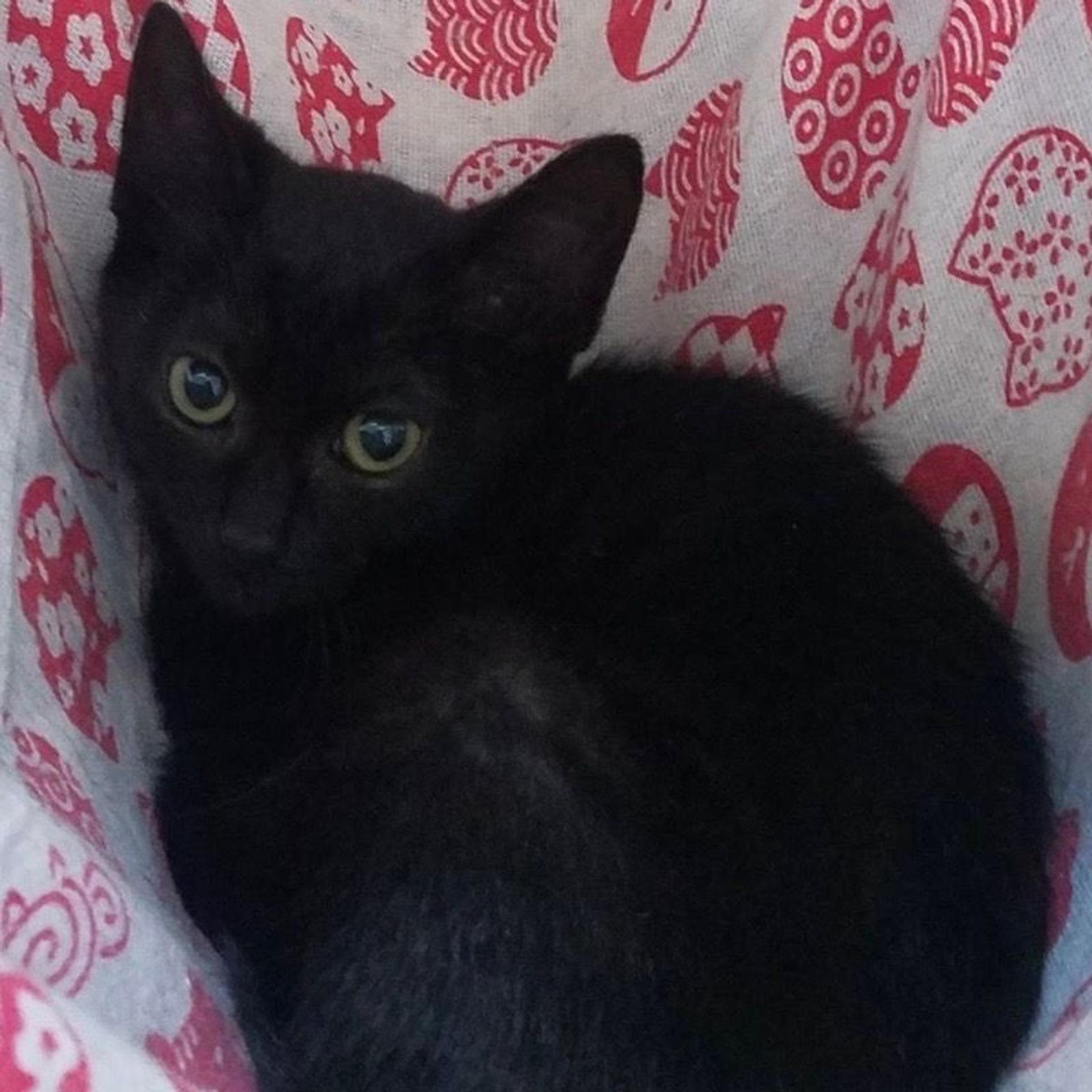 pet-image-3