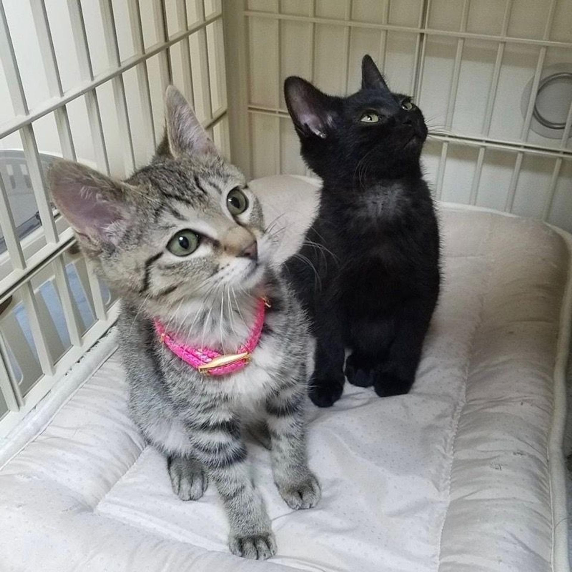pet-image-4