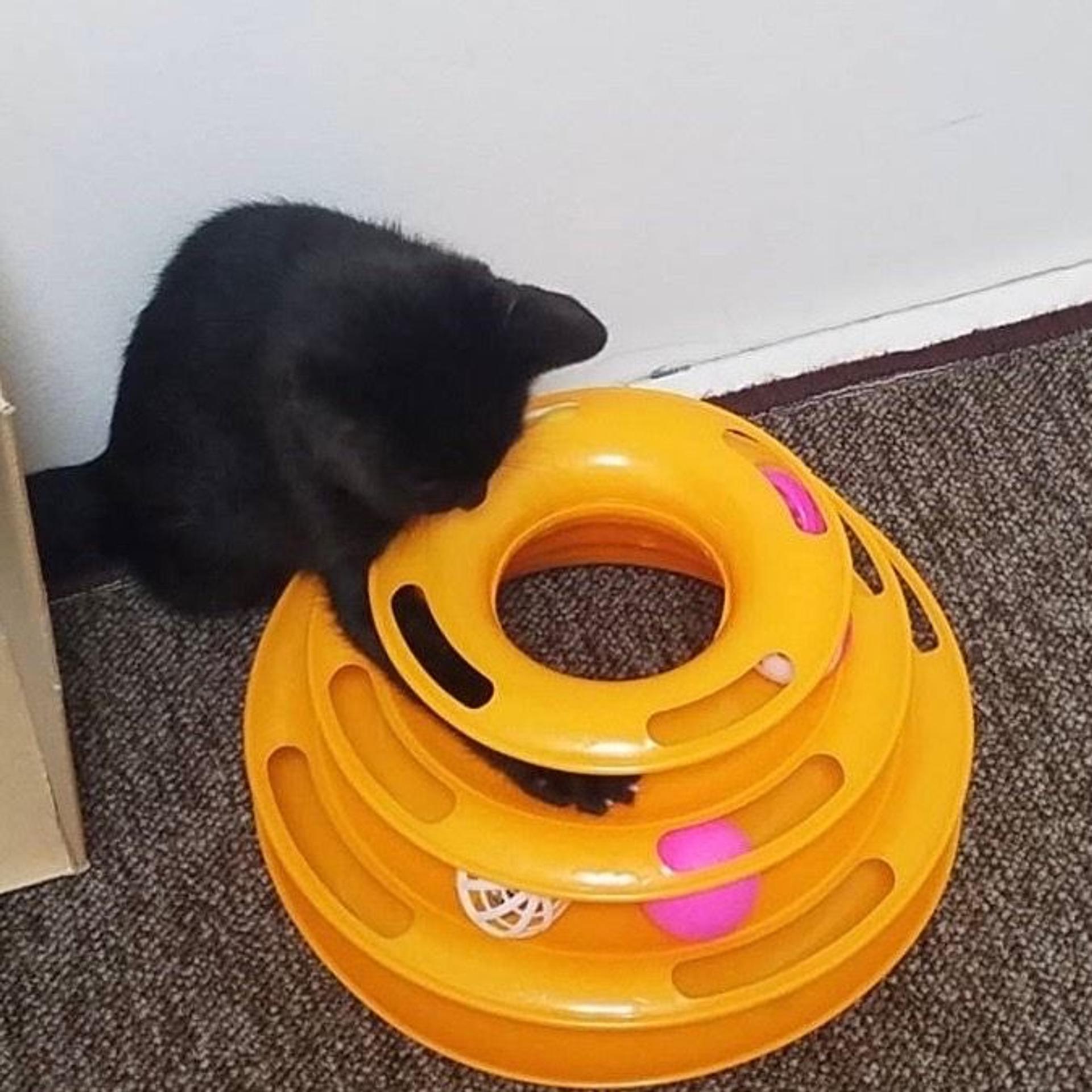 pet-image-8