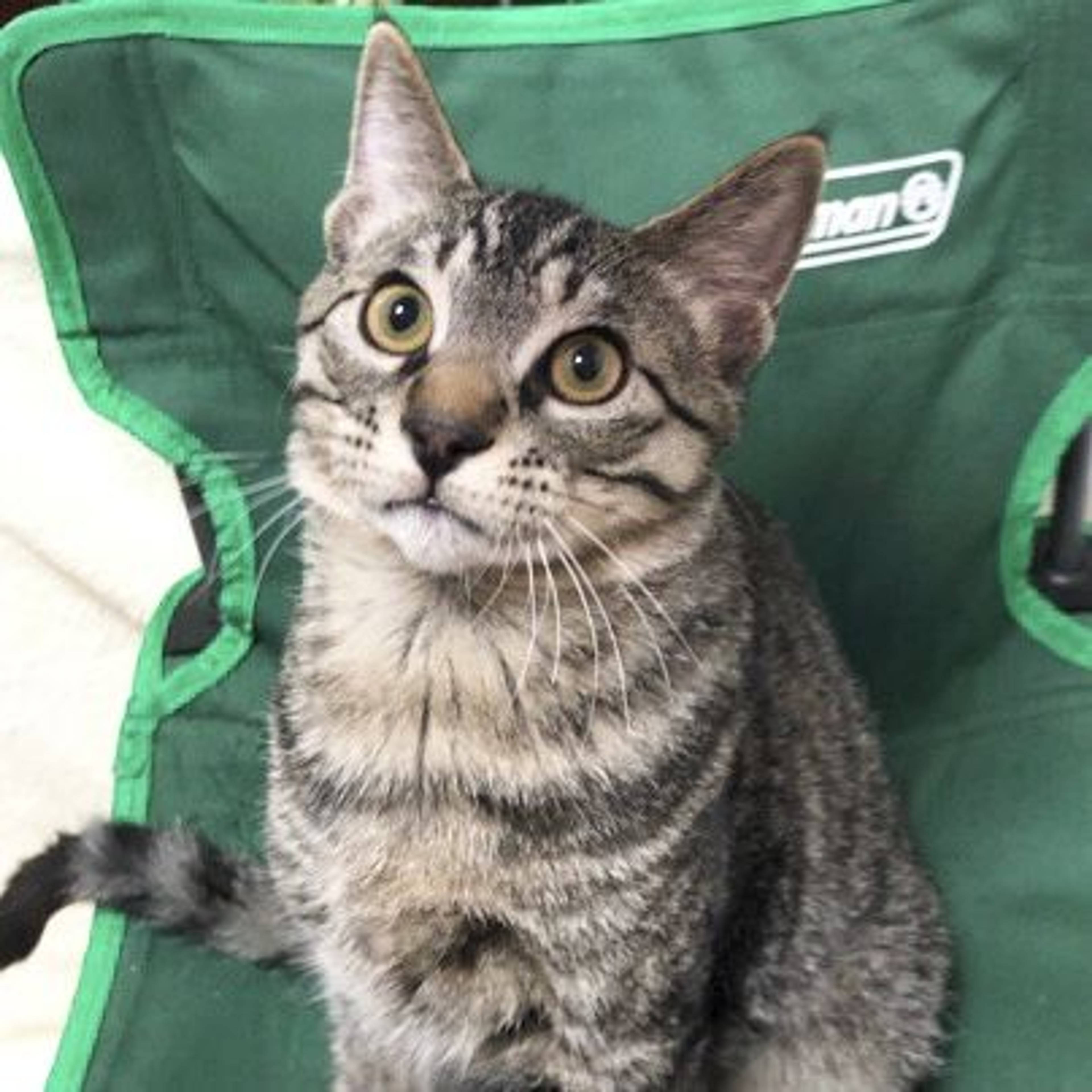 雑種（ミックス猫）・オスの里親募集の写真