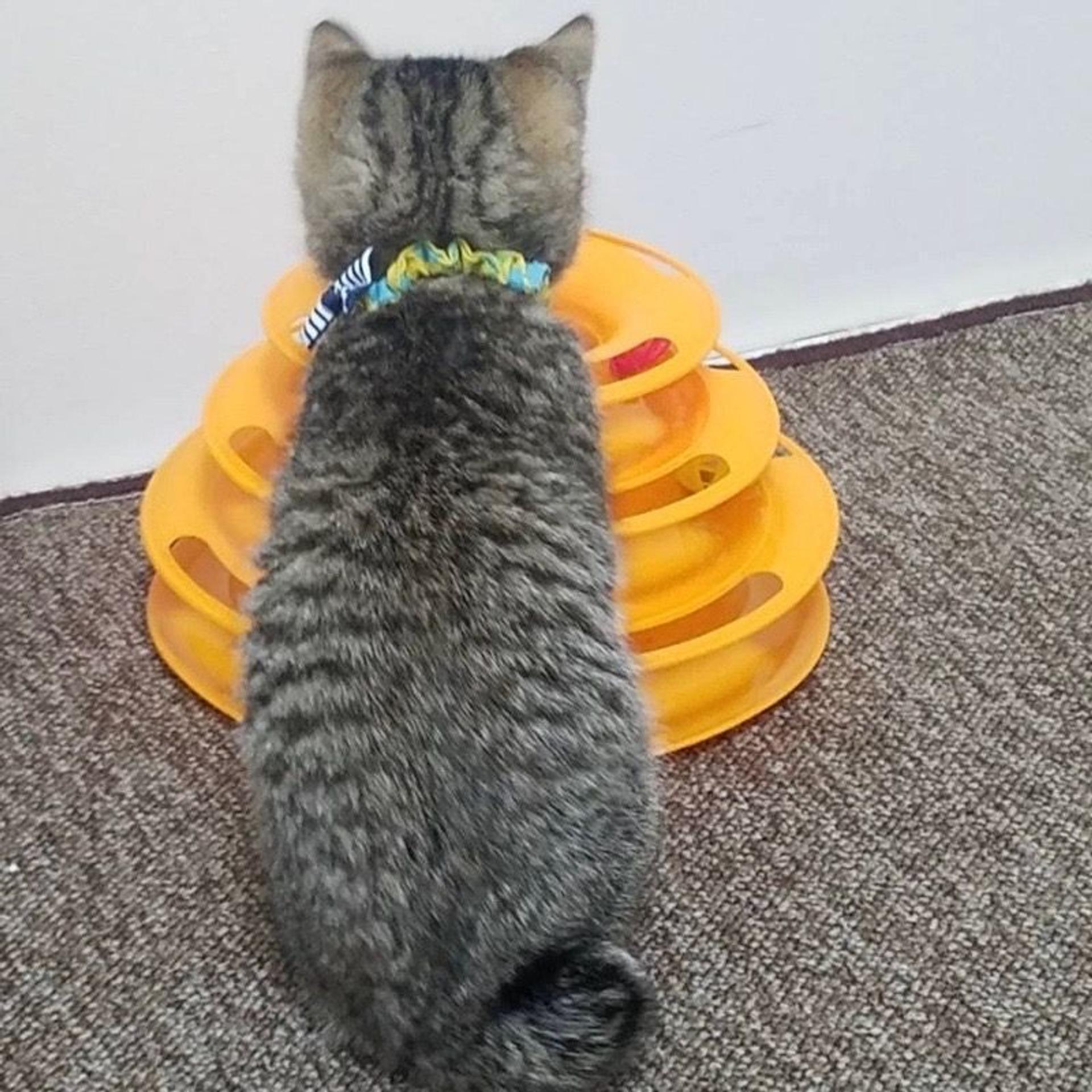 pet-image-5