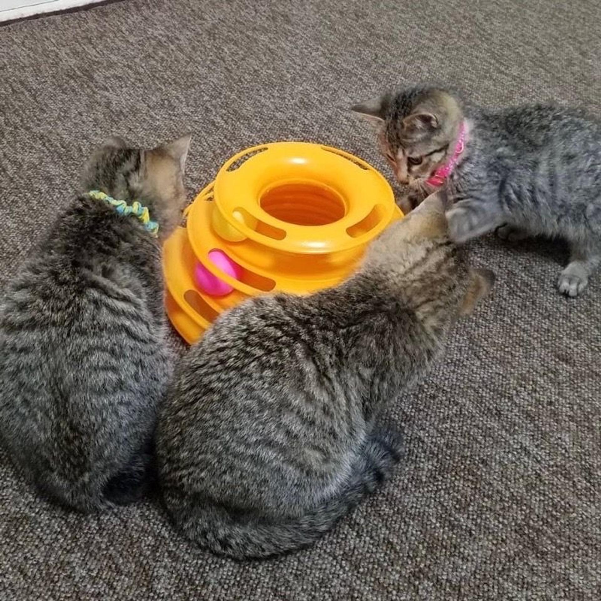 pet-image-7
