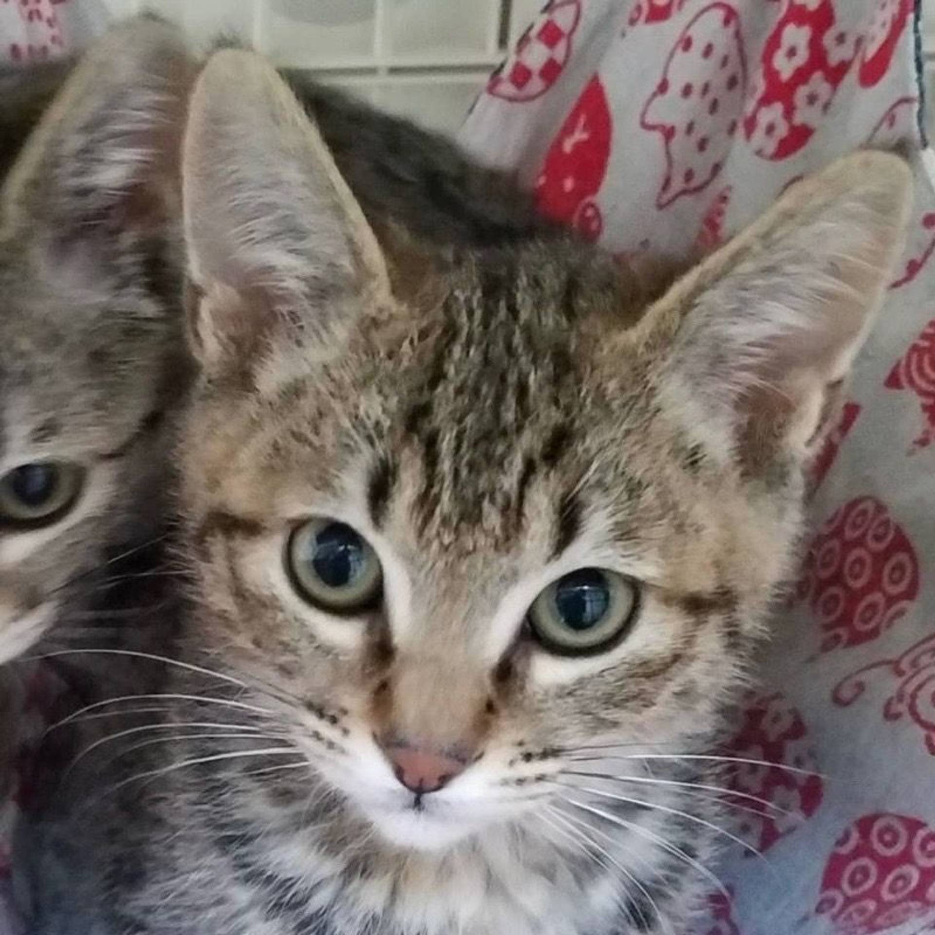 雑種（ミックス猫）・オスの里親募集の写真