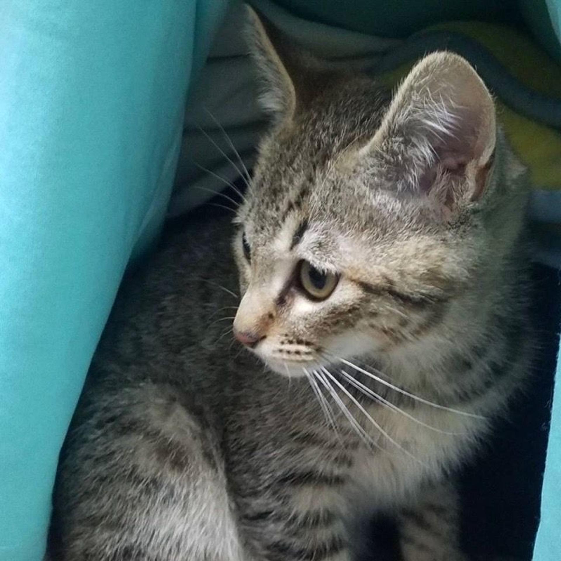 pet-image-3