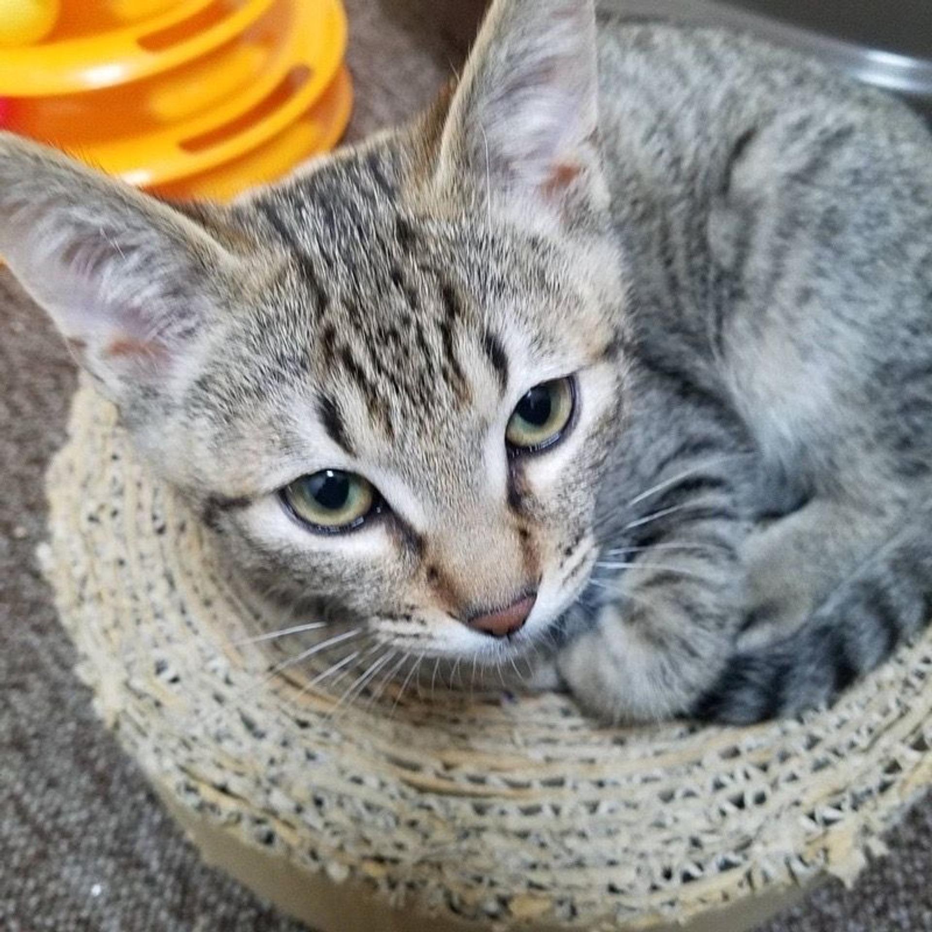 pet-image-6