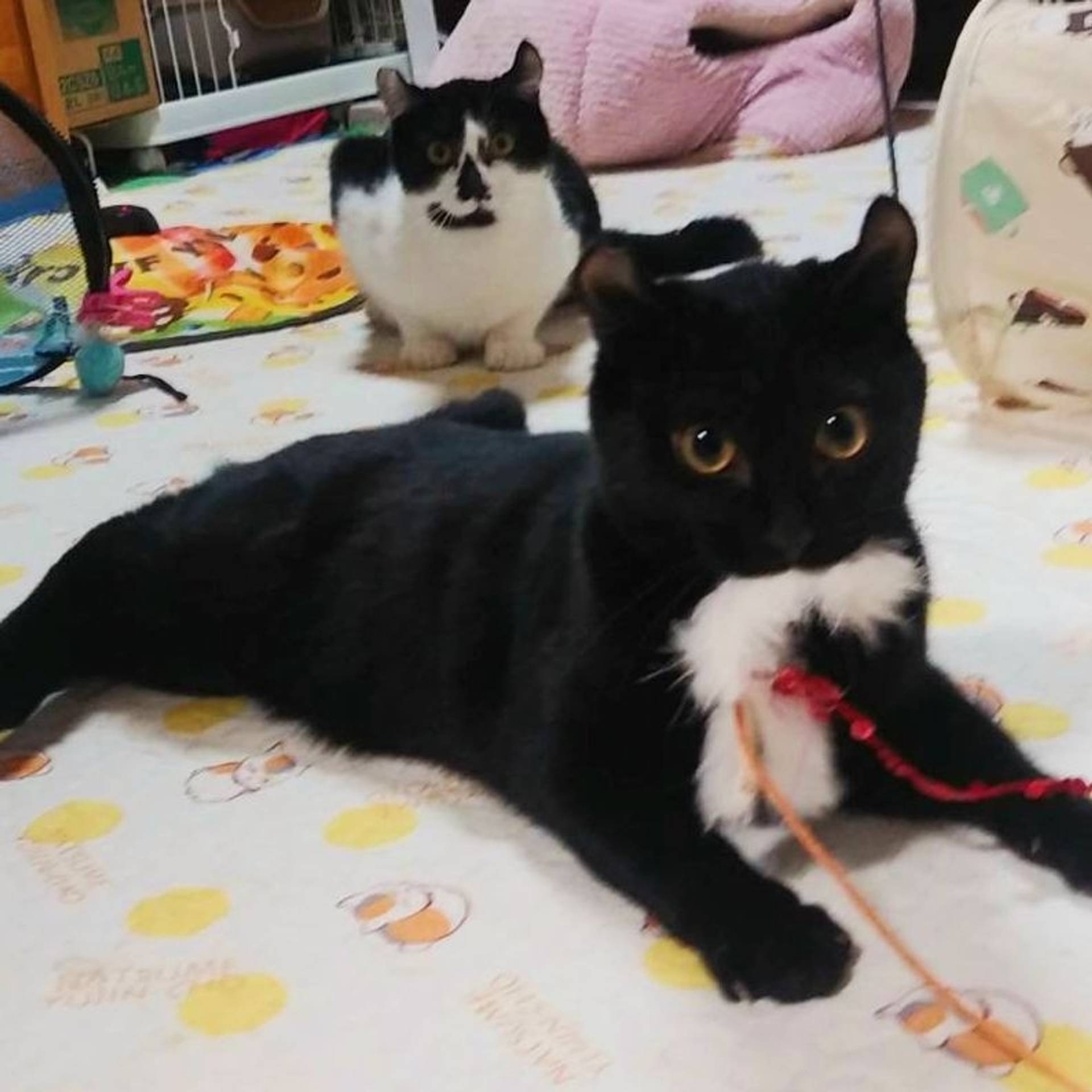 雑種（ミックス猫）・オスの里親募集の写真