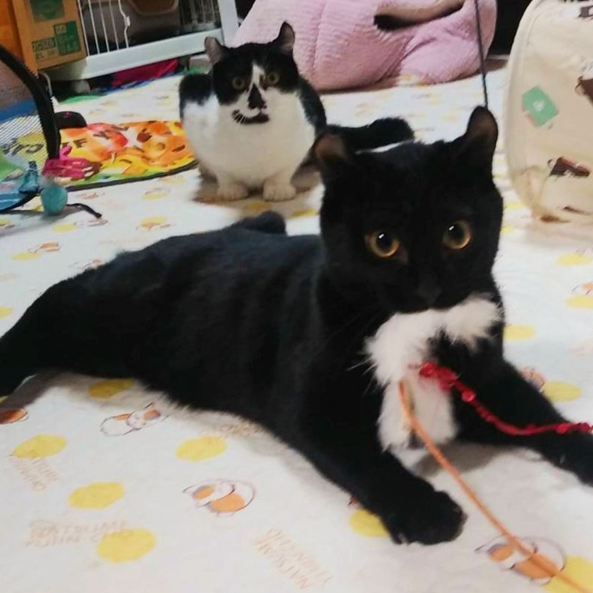 雑種（ミックス猫）・オスの里親募集の写真