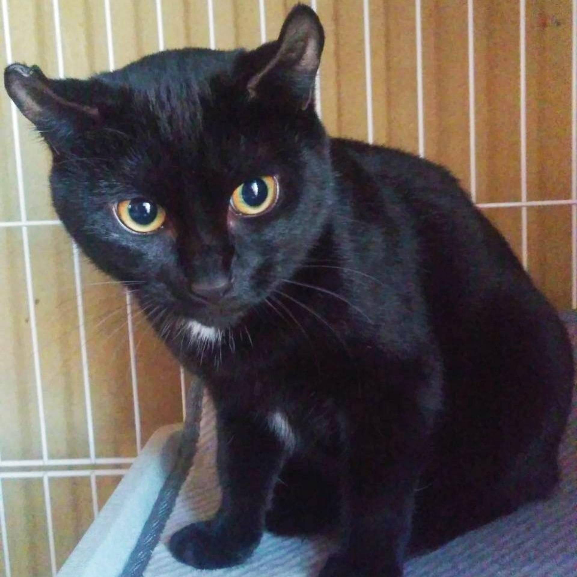 pet-image-3