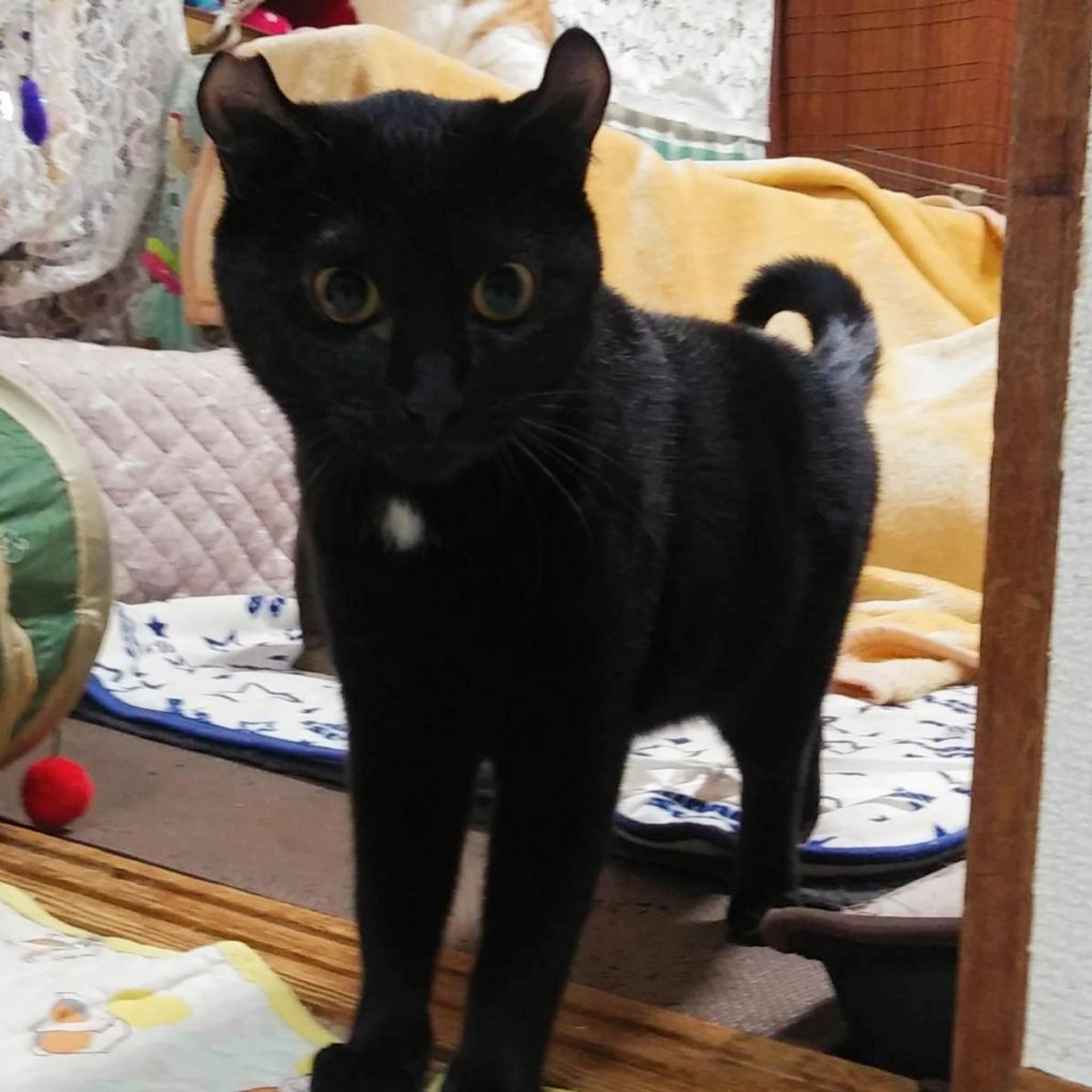 pet-image-2