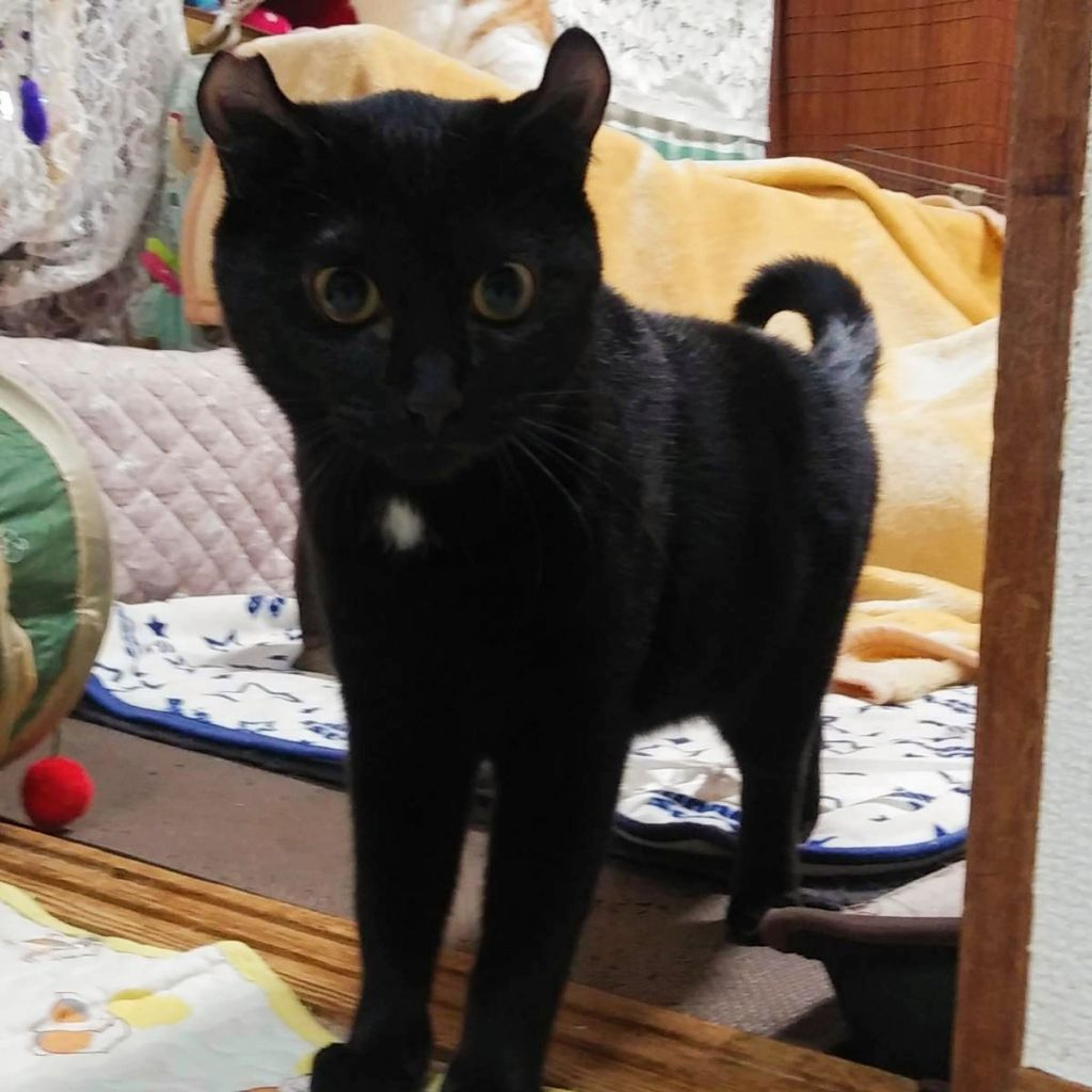 pet-image-2