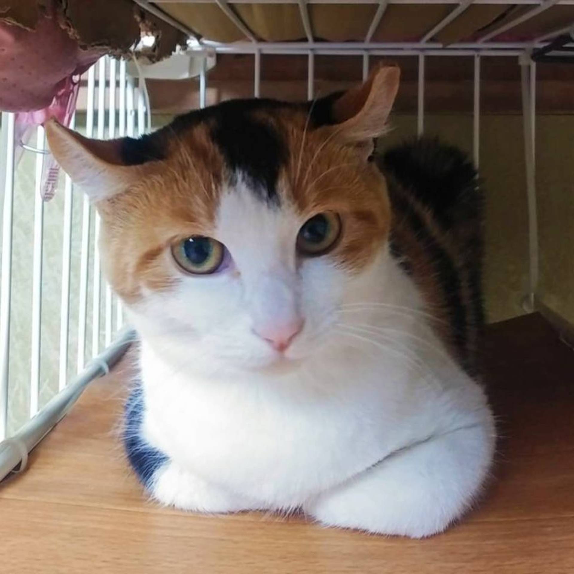 雑種（ミックス猫）・メスの里親募集の写真