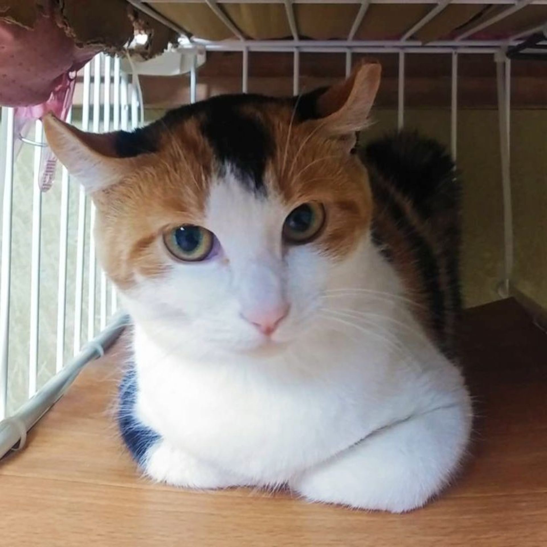 雑種（ミックス猫）・メスの里親募集の写真