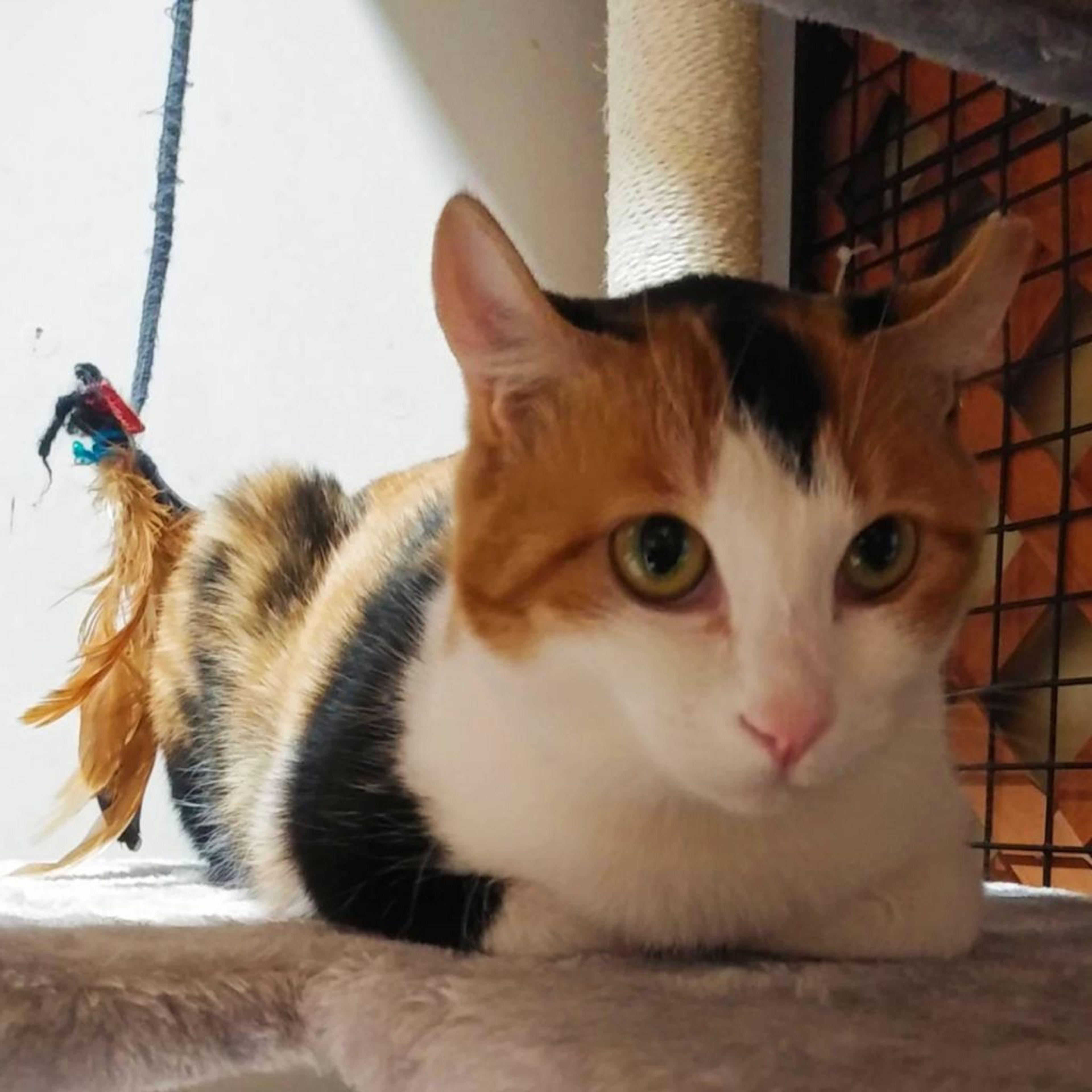 pet-image-2