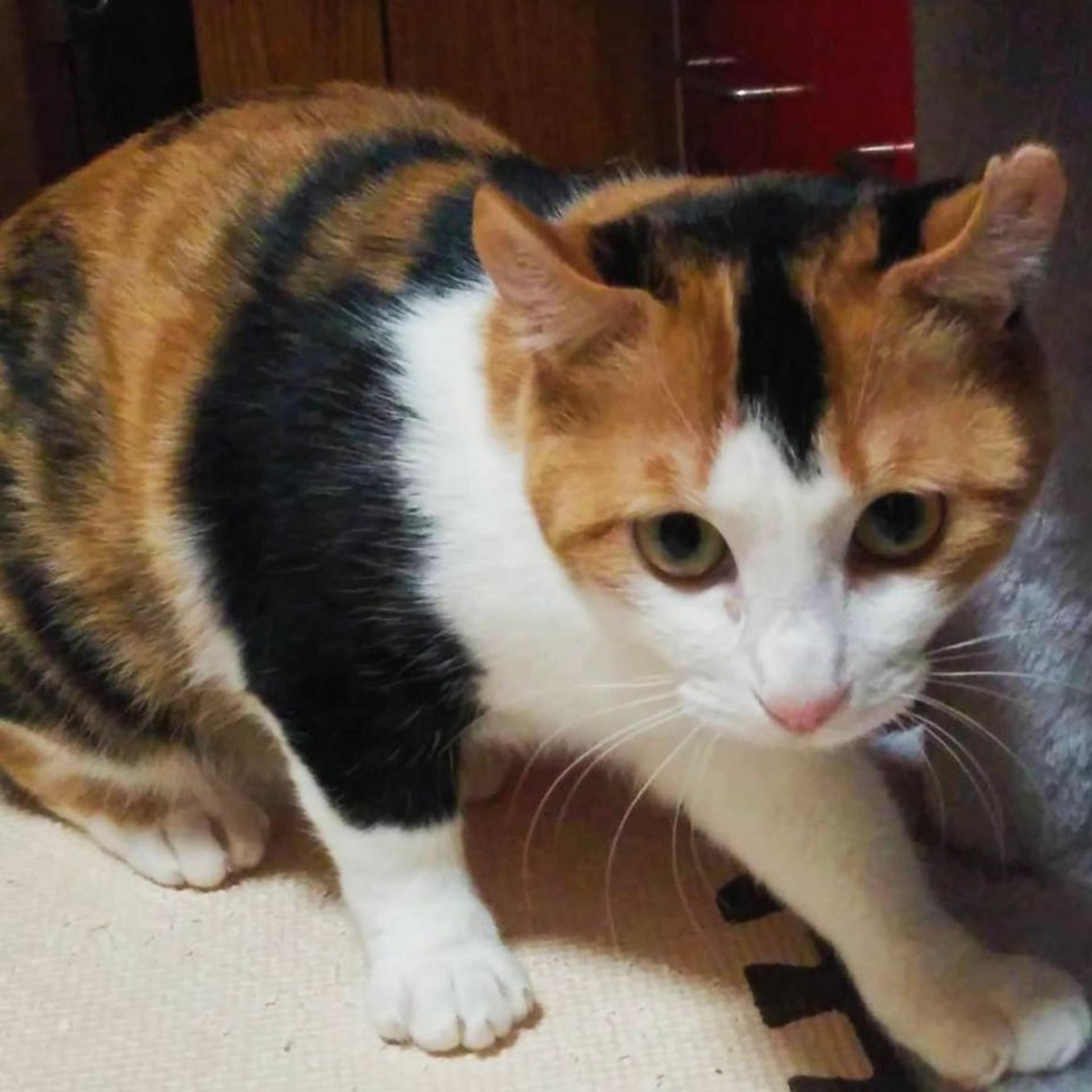 pet-image-4