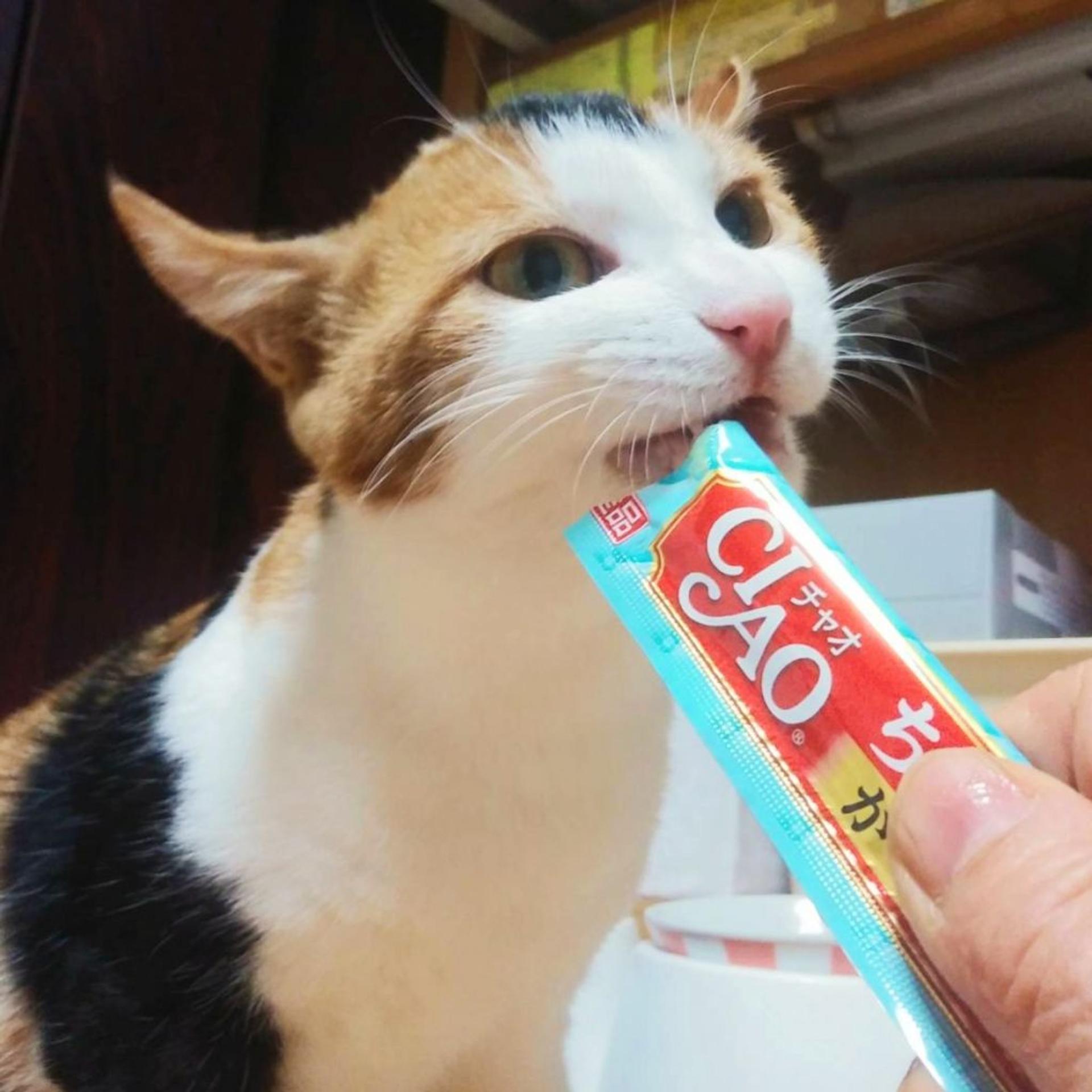 pet-image-5