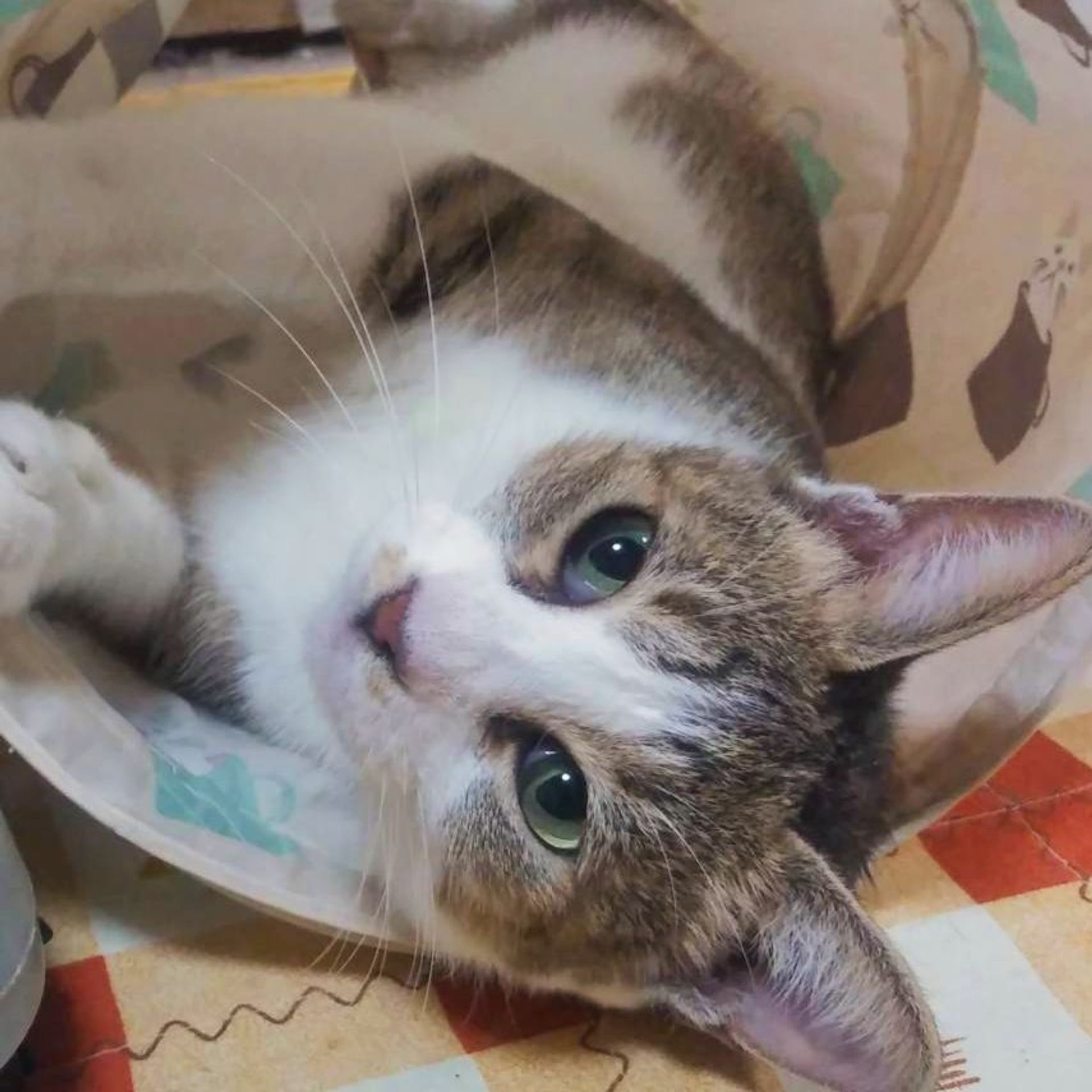 雑種（ミックス猫）・メスの里親募集の写真