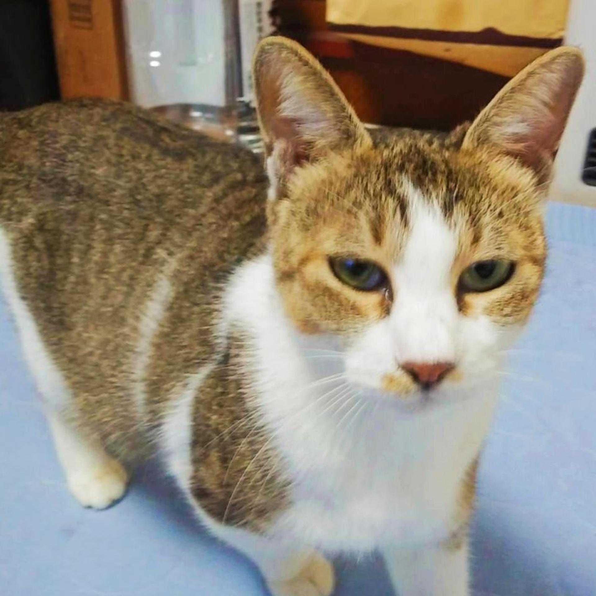 pet-image-2