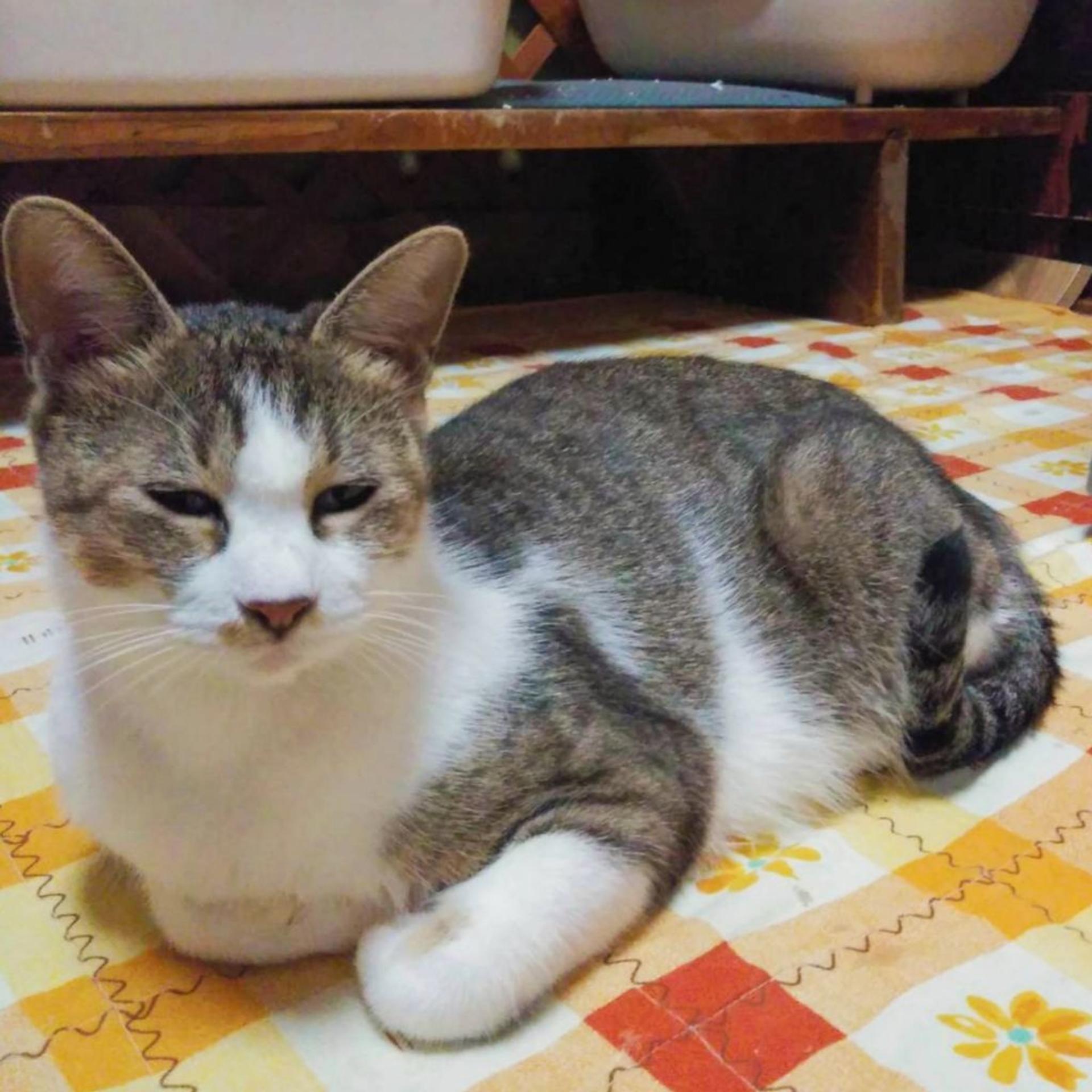 pet-image-5