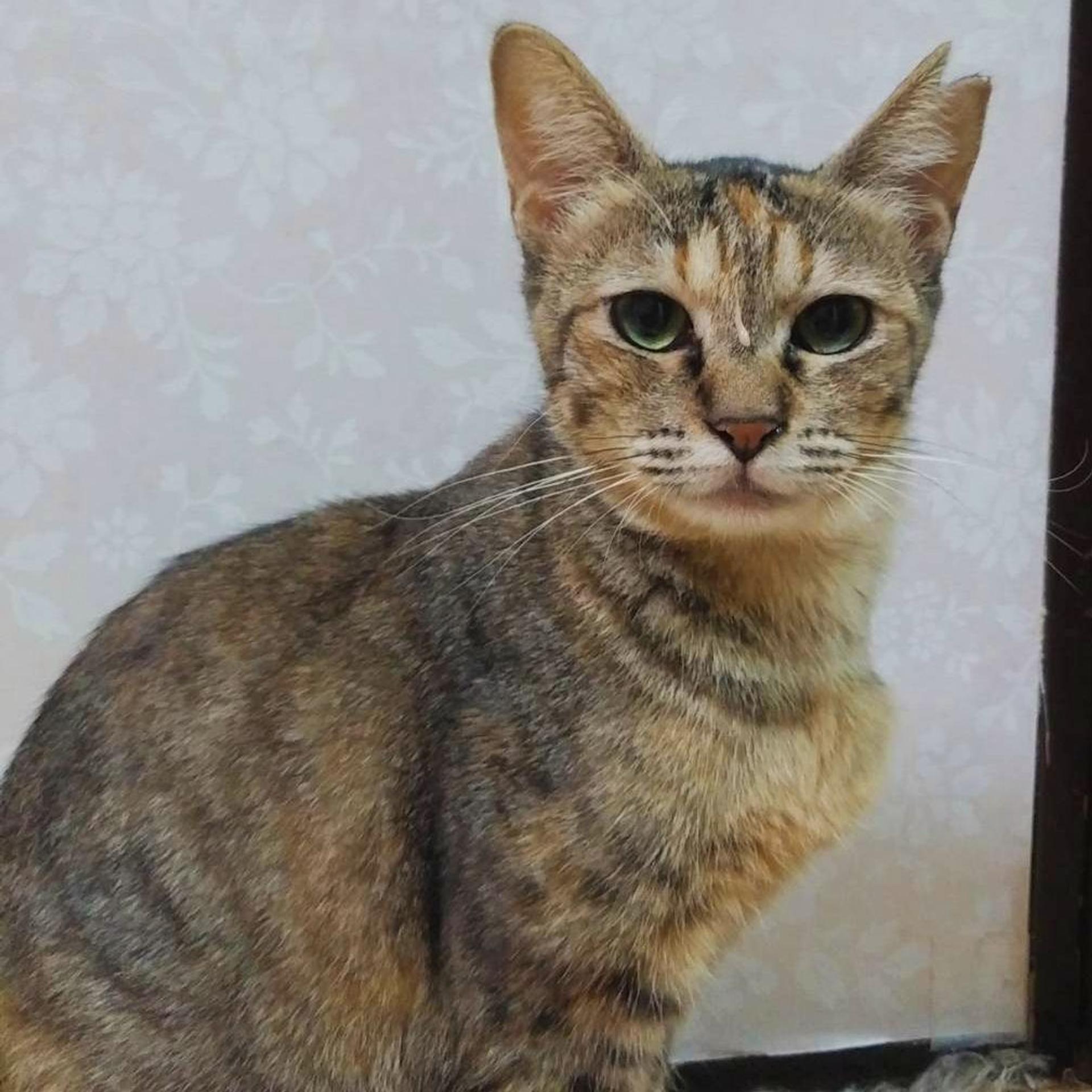 pet-image-5