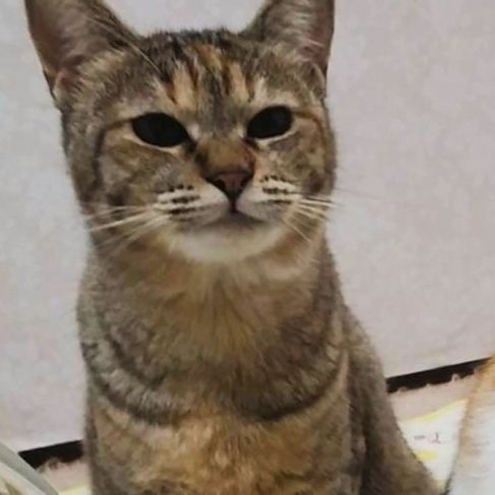 雑種（ミックス猫）・メスの里親募集の写真