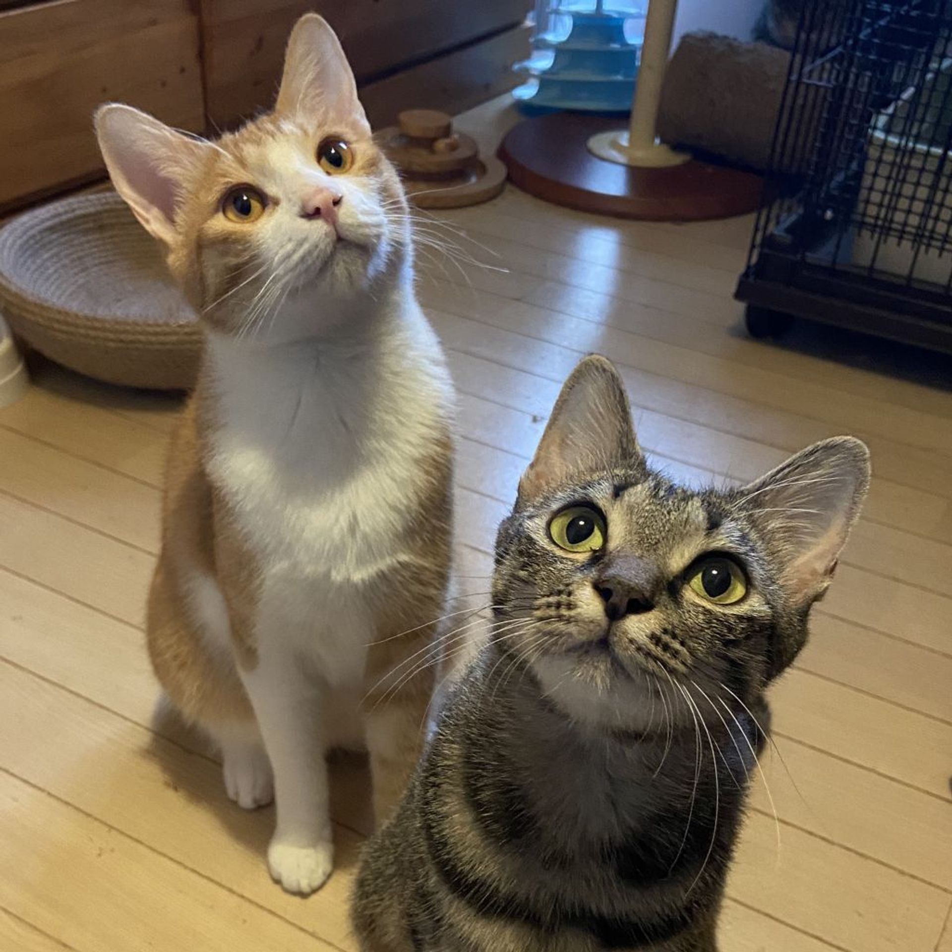 雑種（ミックス猫）・オスの里親募集の写真