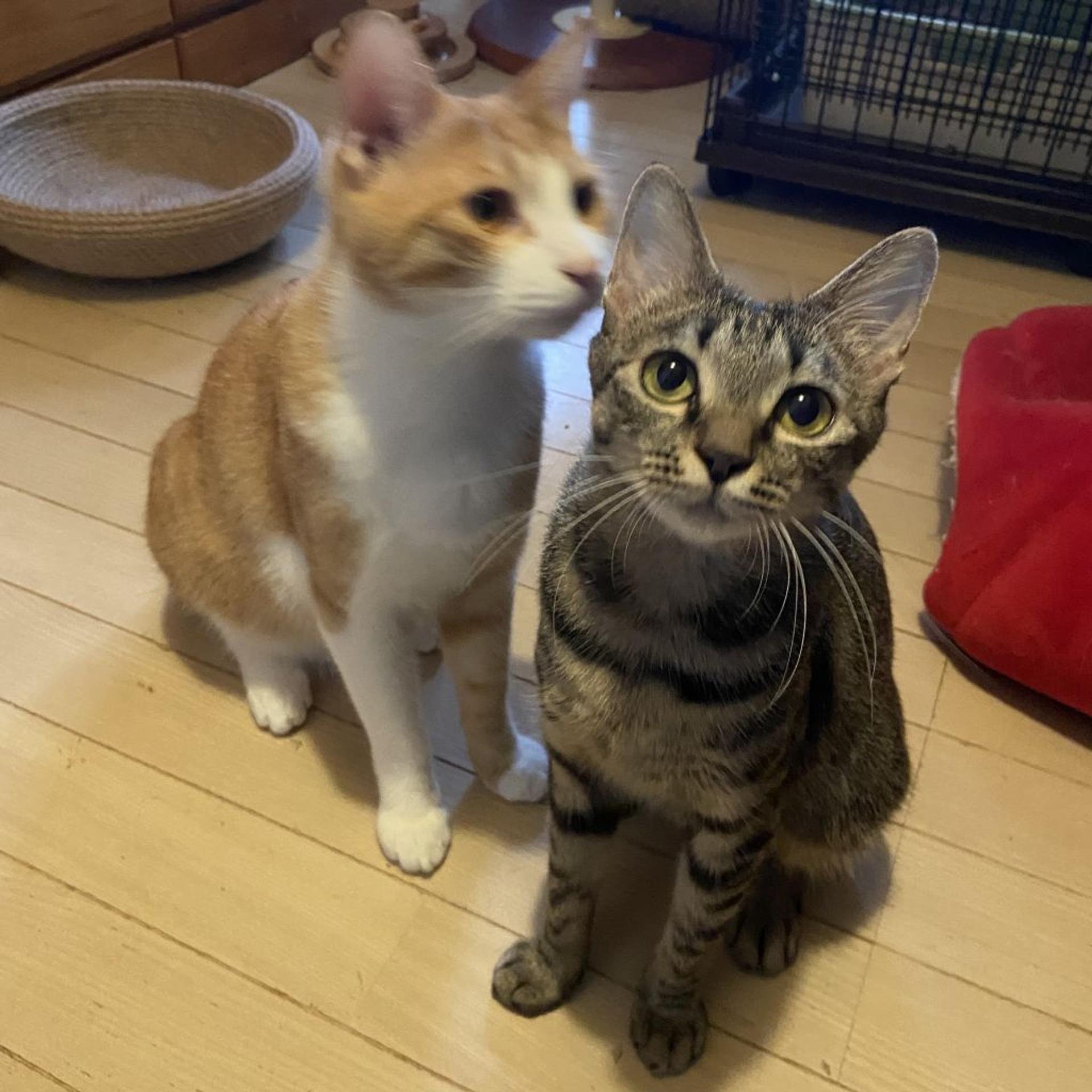 pet-image-2