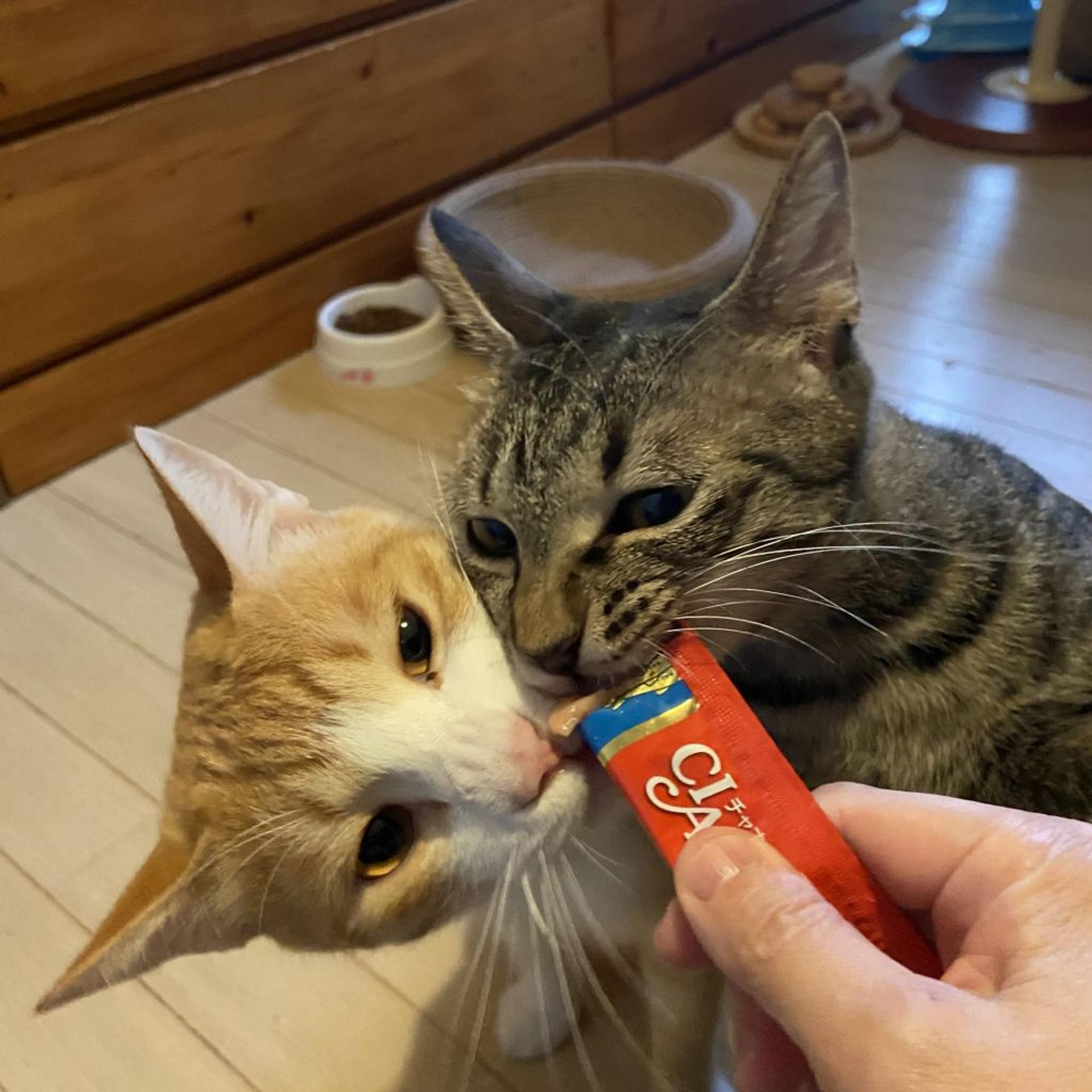 pet-image-5