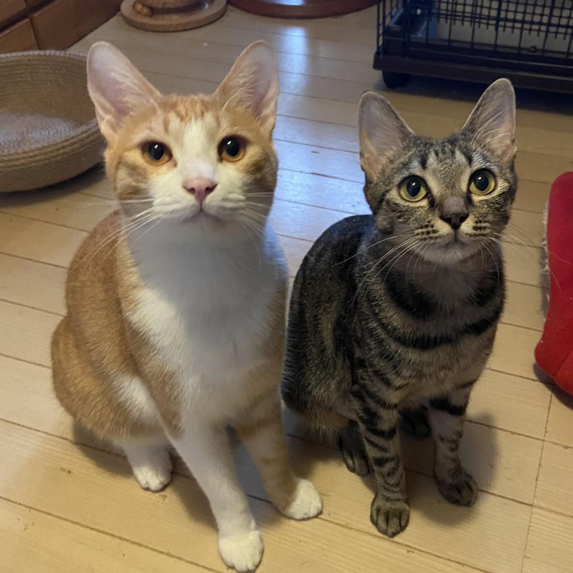 pet-image-6