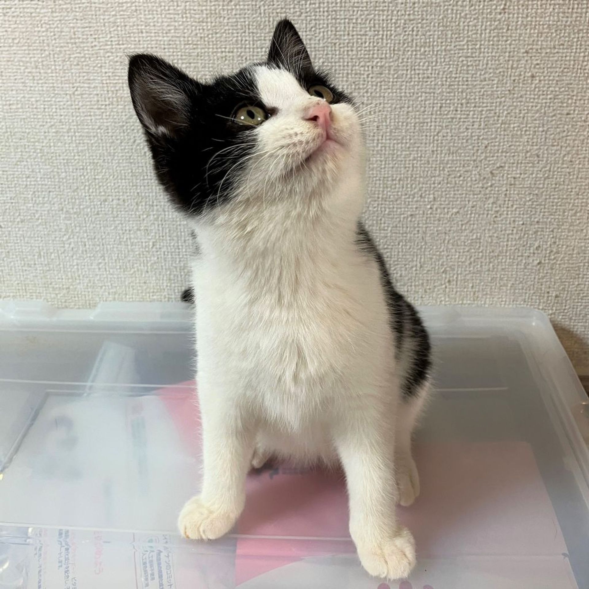 雑種（ミックス猫）・オスの里親募集の写真