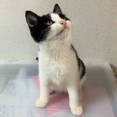 りつの写真