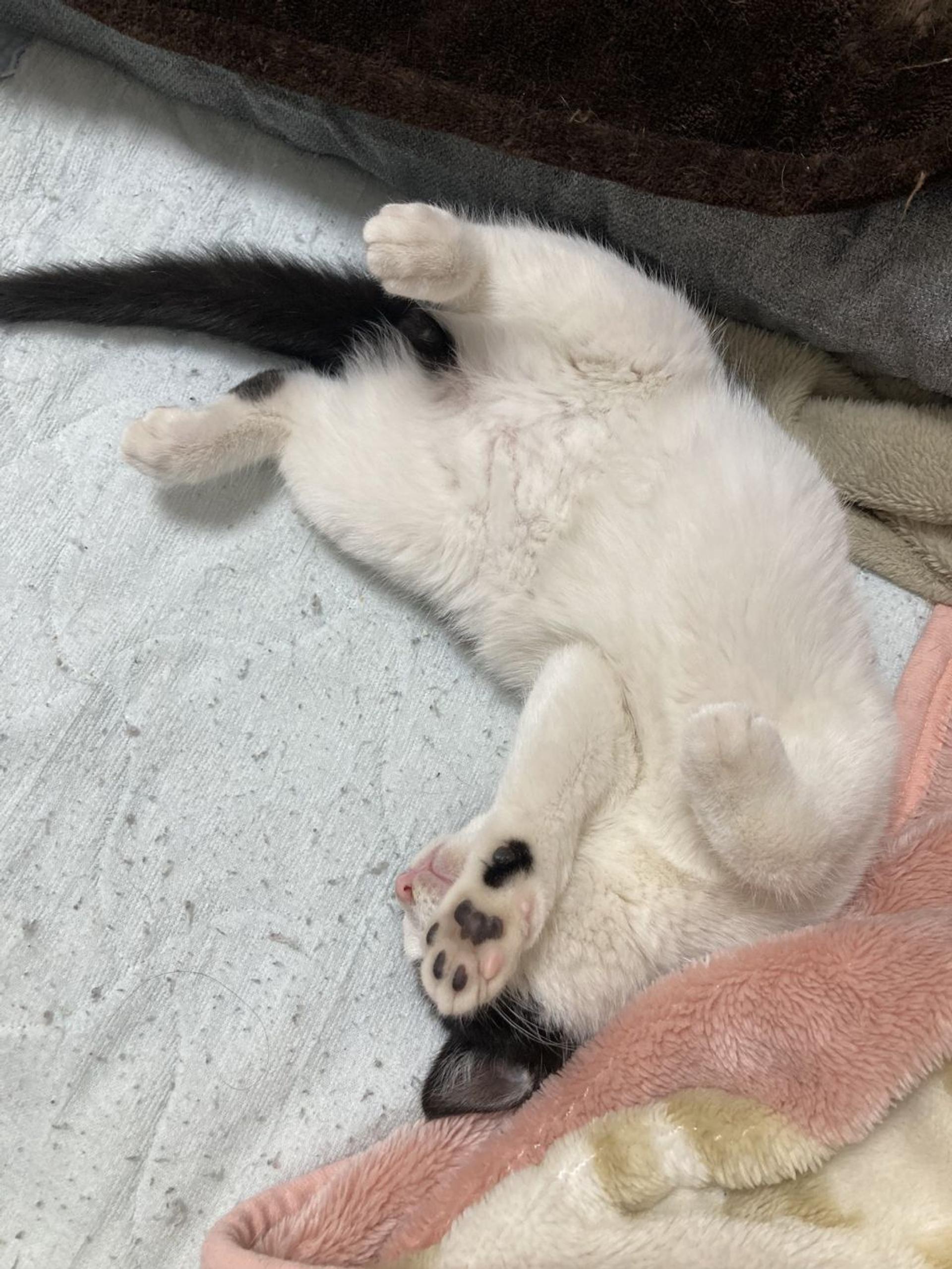 pet-image-5