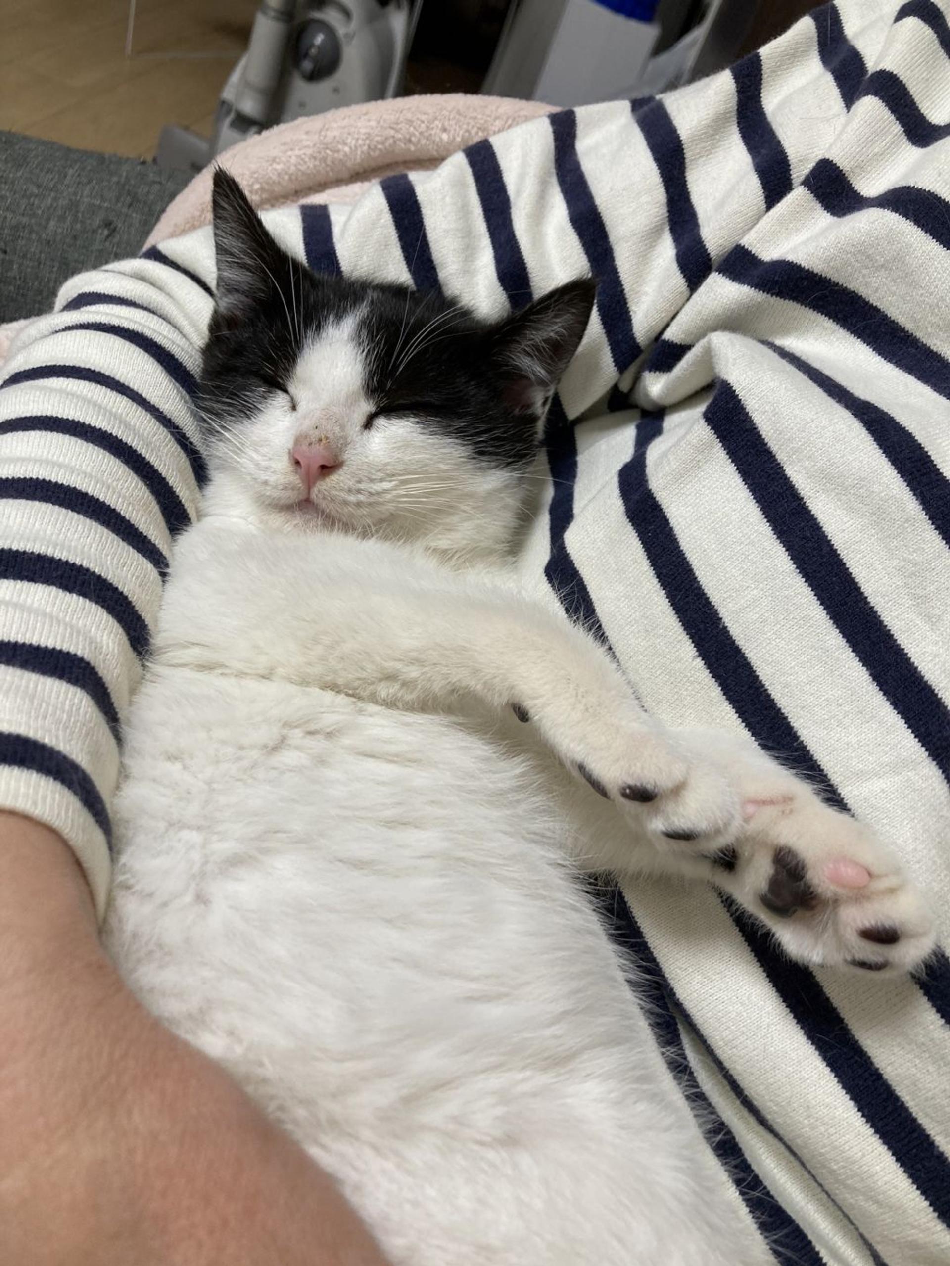 pet-image-6