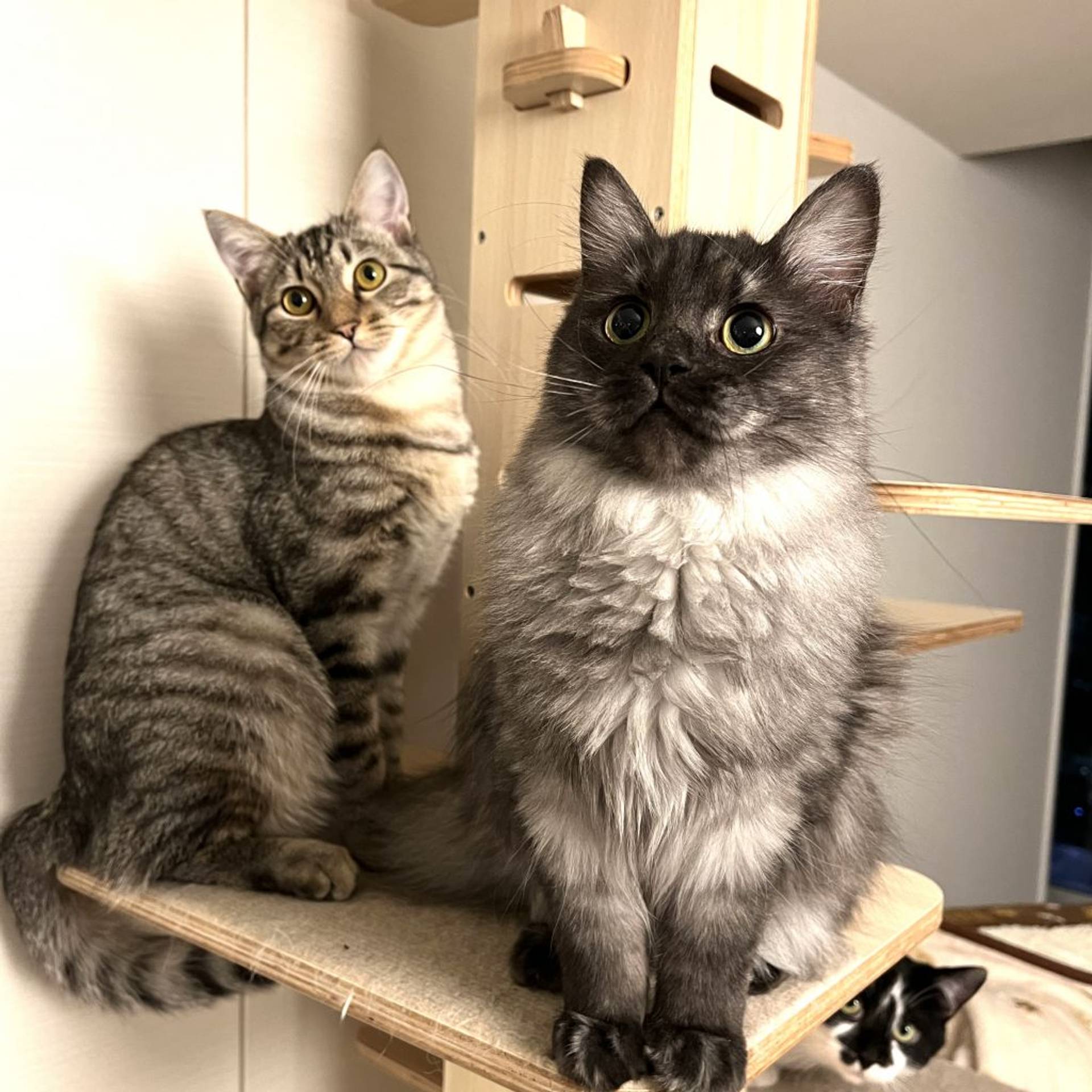 雑種（ミックス猫）・メスの里親募集の写真