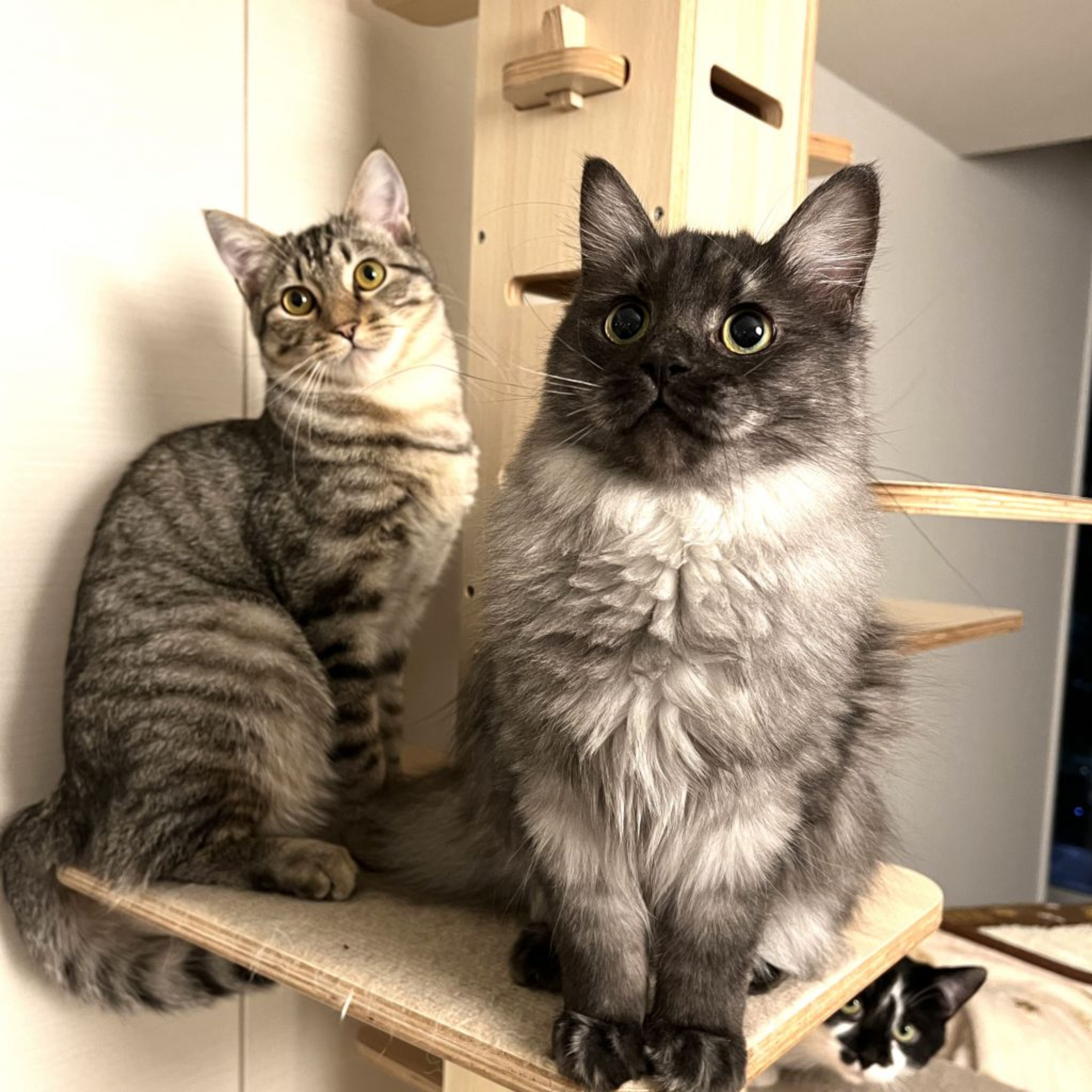 雑種（ミックス猫）・メスの里親募集の写真